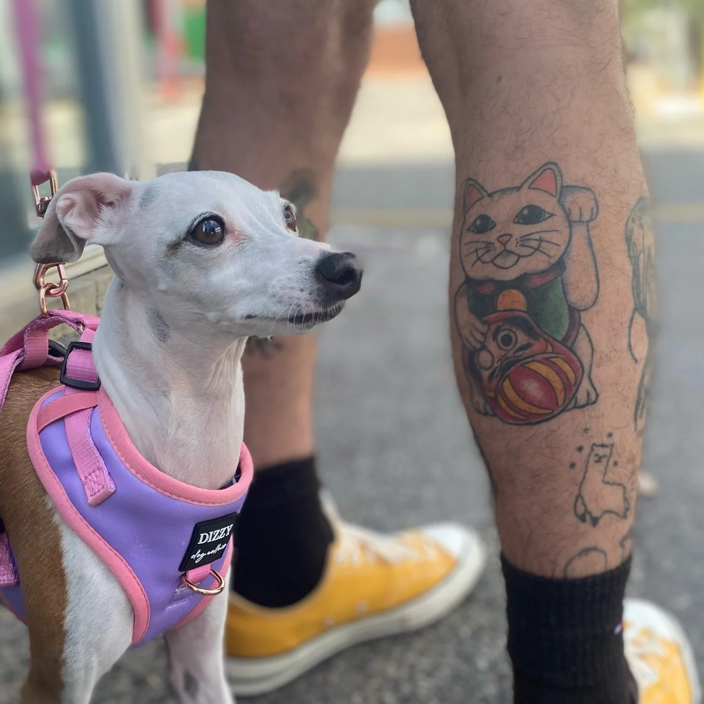 Healed tattoos made - 2022 - 2025 🤝
No edits - No filters - No tricks - Just Tattoo magic 🪄

Made in Perth Western Australia - your ideas or mine - All tattoo ideas and styles welcome - DM for bookings! 🐇

Check out @williampjkitely for bold, clas