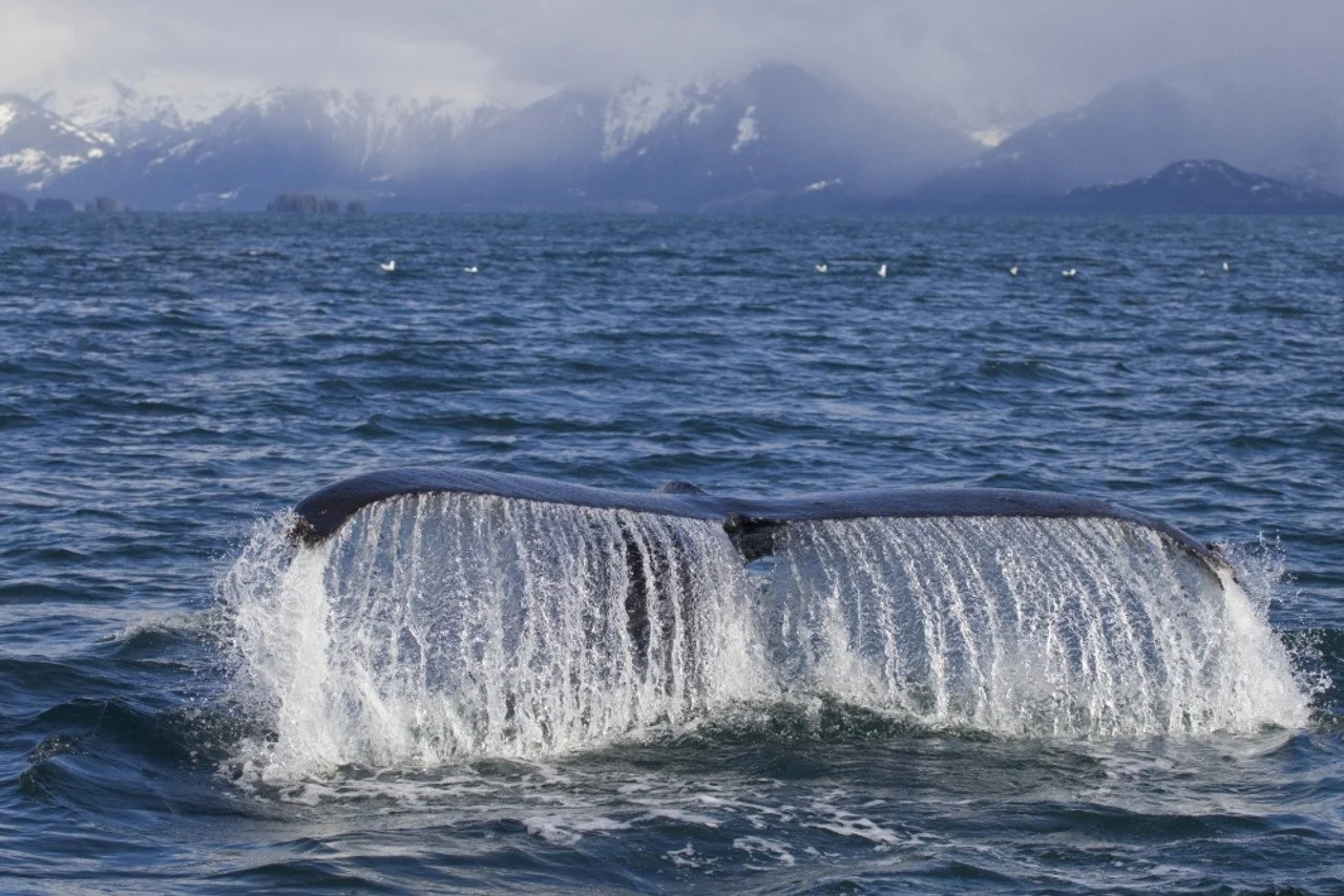 Whale Tail.jpeg