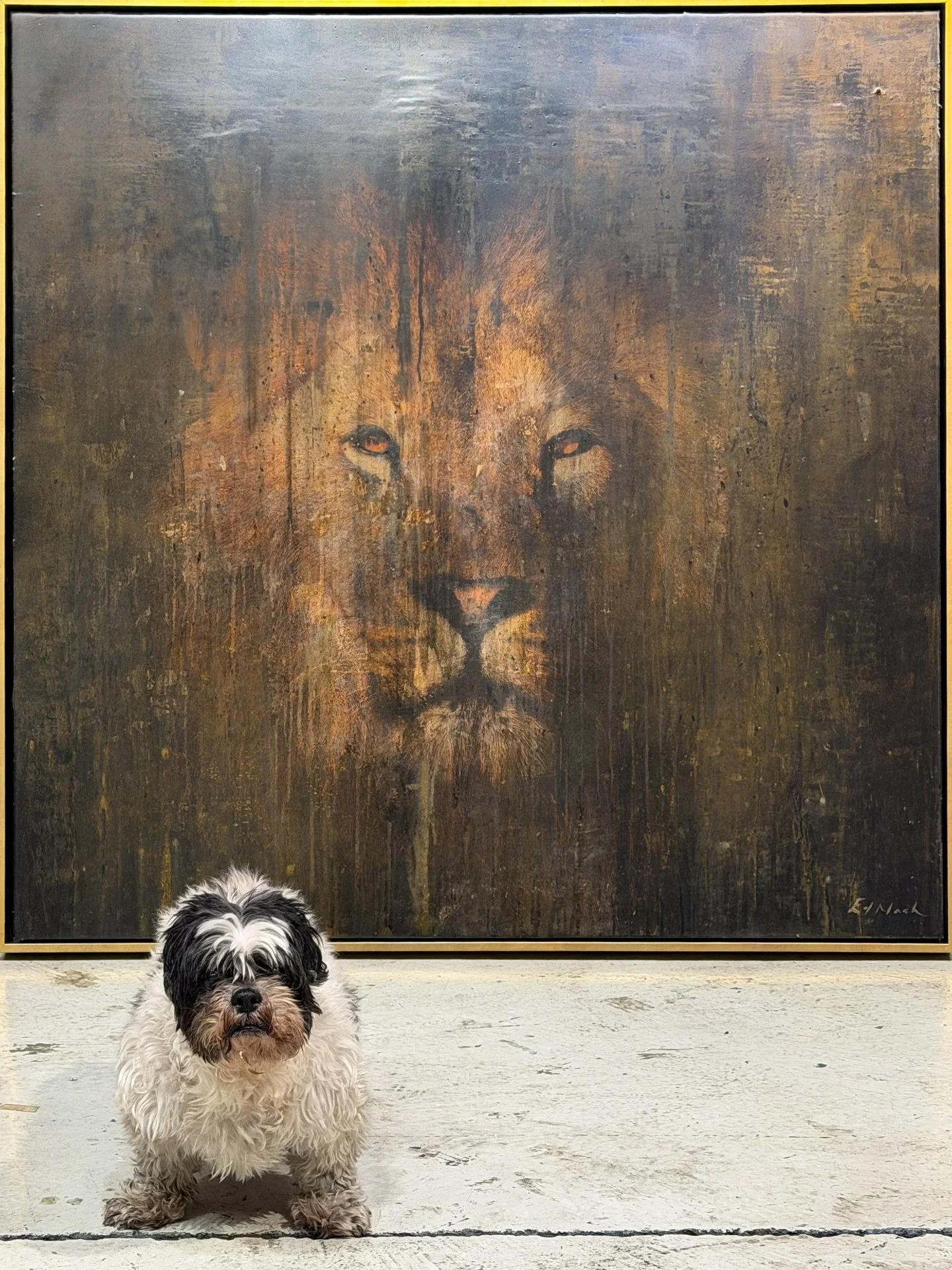 How Shih Tzus thinks they look - Shih Tzu translates to &lsquo;Little Lion&rsquo; so I thought it was about time Winnie got portrait. &lsquo;THE KING&rsquo; 48 x 48&rdquo;