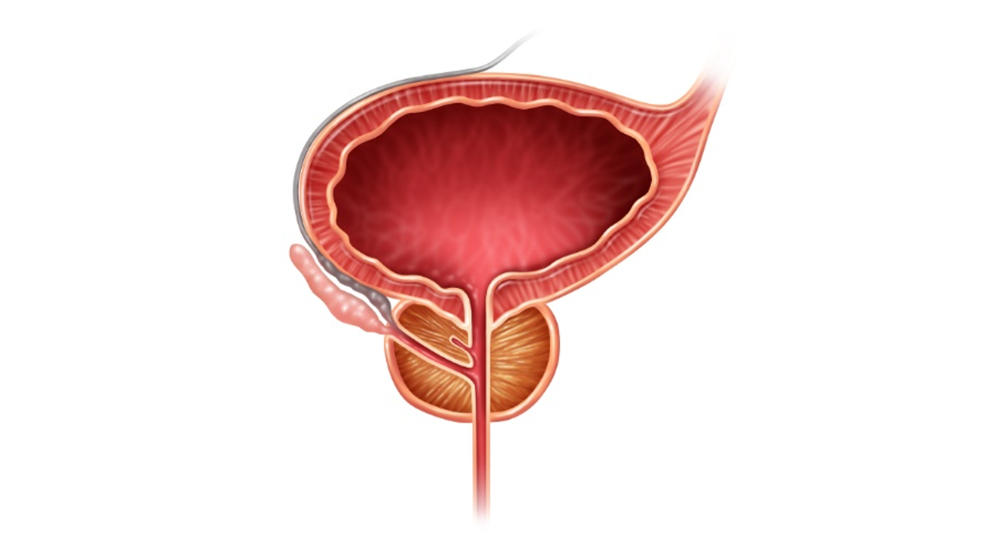 Goatweed-extract-may-be-effective-against-prostate-enlargement-Australian-study.jpg.png