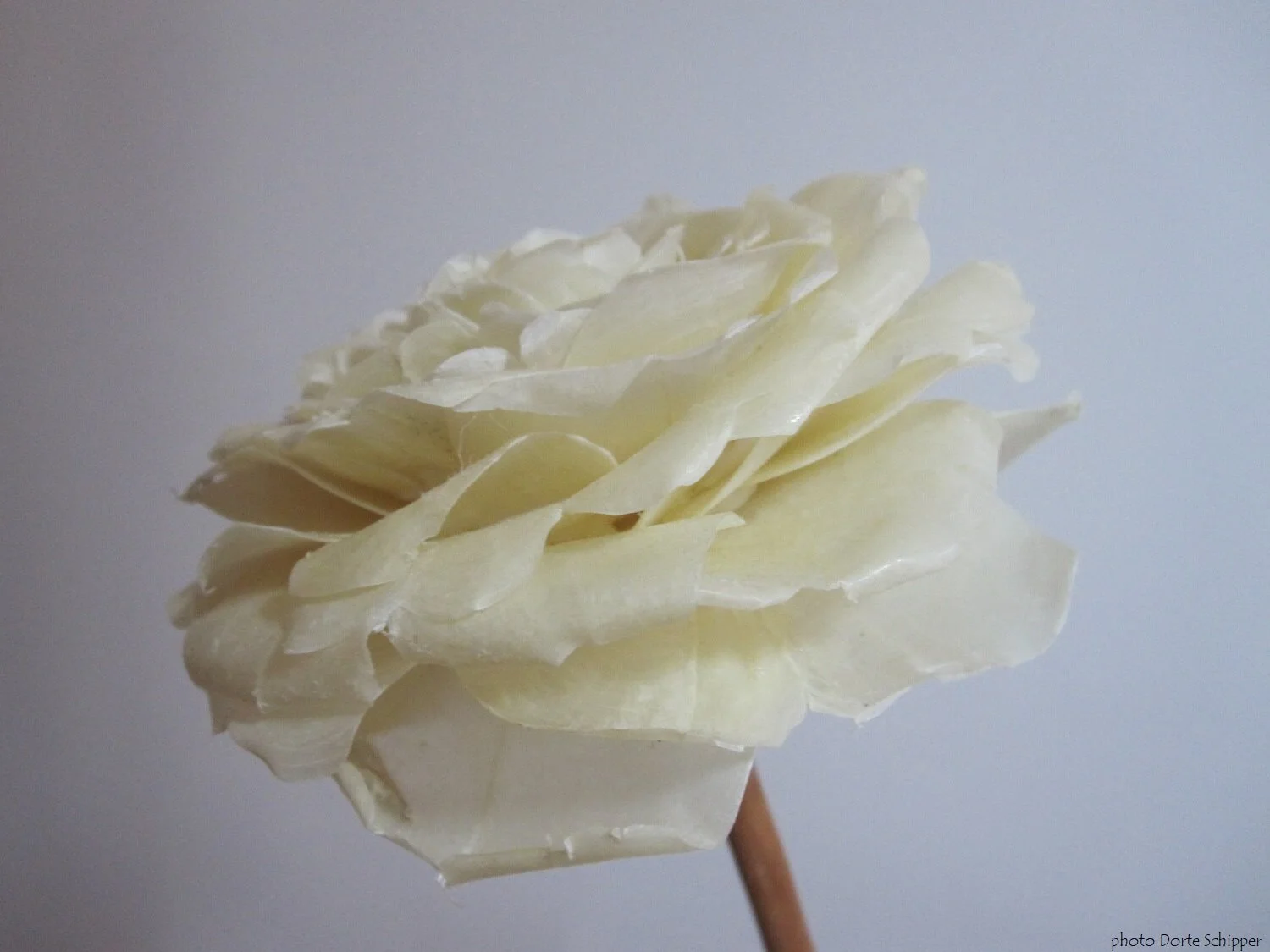 fish scale large rose single web.JPG