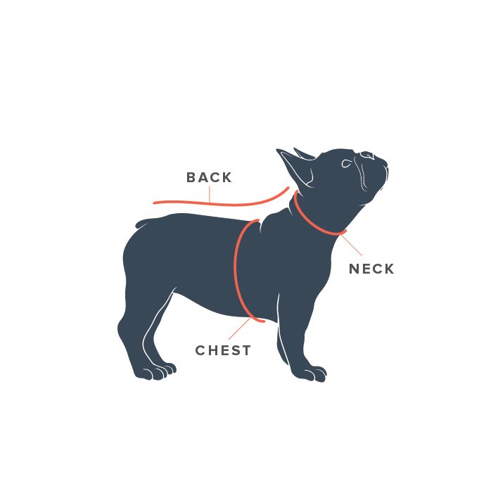 CALIDOG size guide