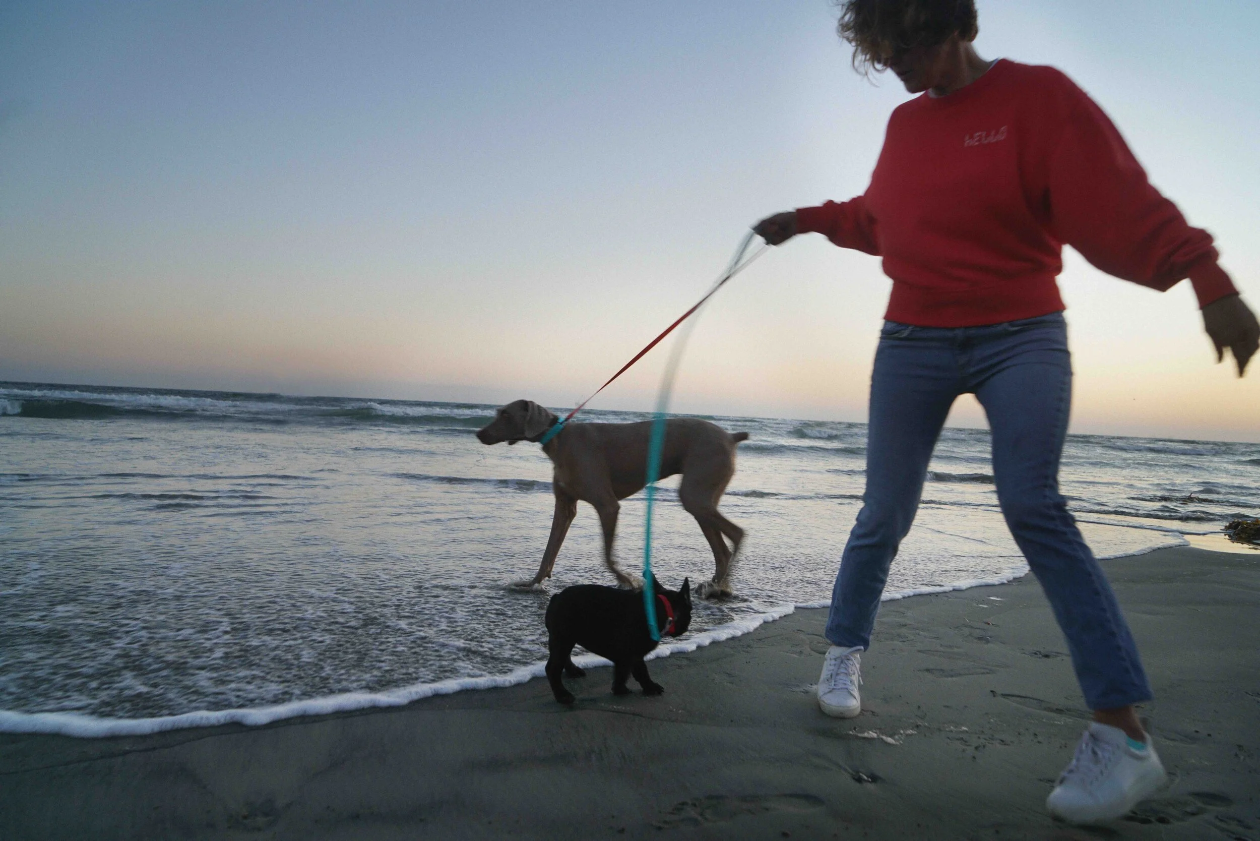 Dog walks on the beach