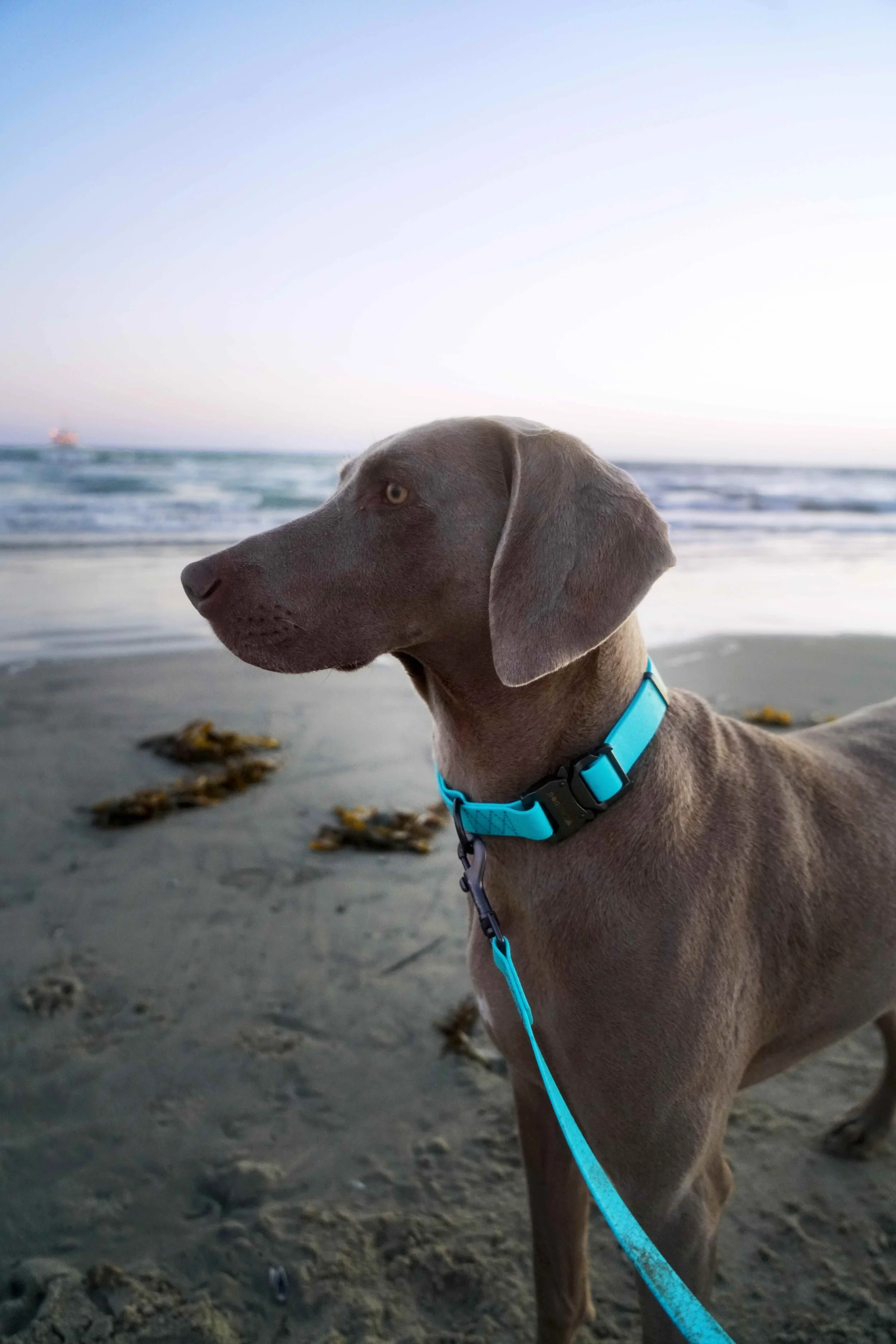 waterproof CaliDog leash and dog collar