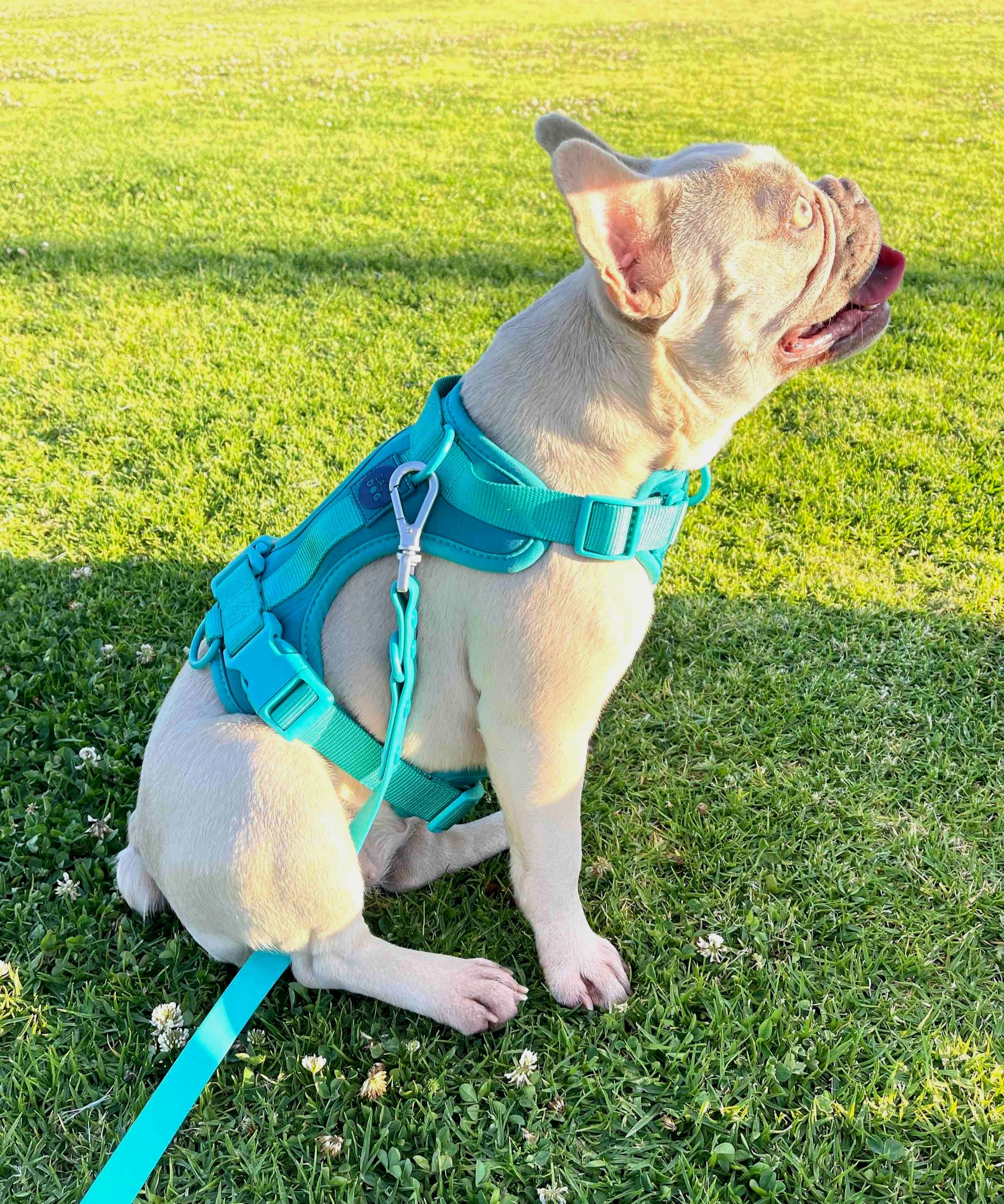 Jecikelon Dog Harness Leash and Collar Set Strong Wearable Denim Sewing Training Dog Leash Adjustable Strap for Dog Harness and Collar