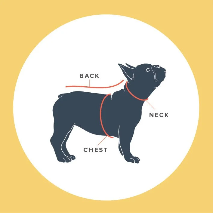 how to measure your dog
