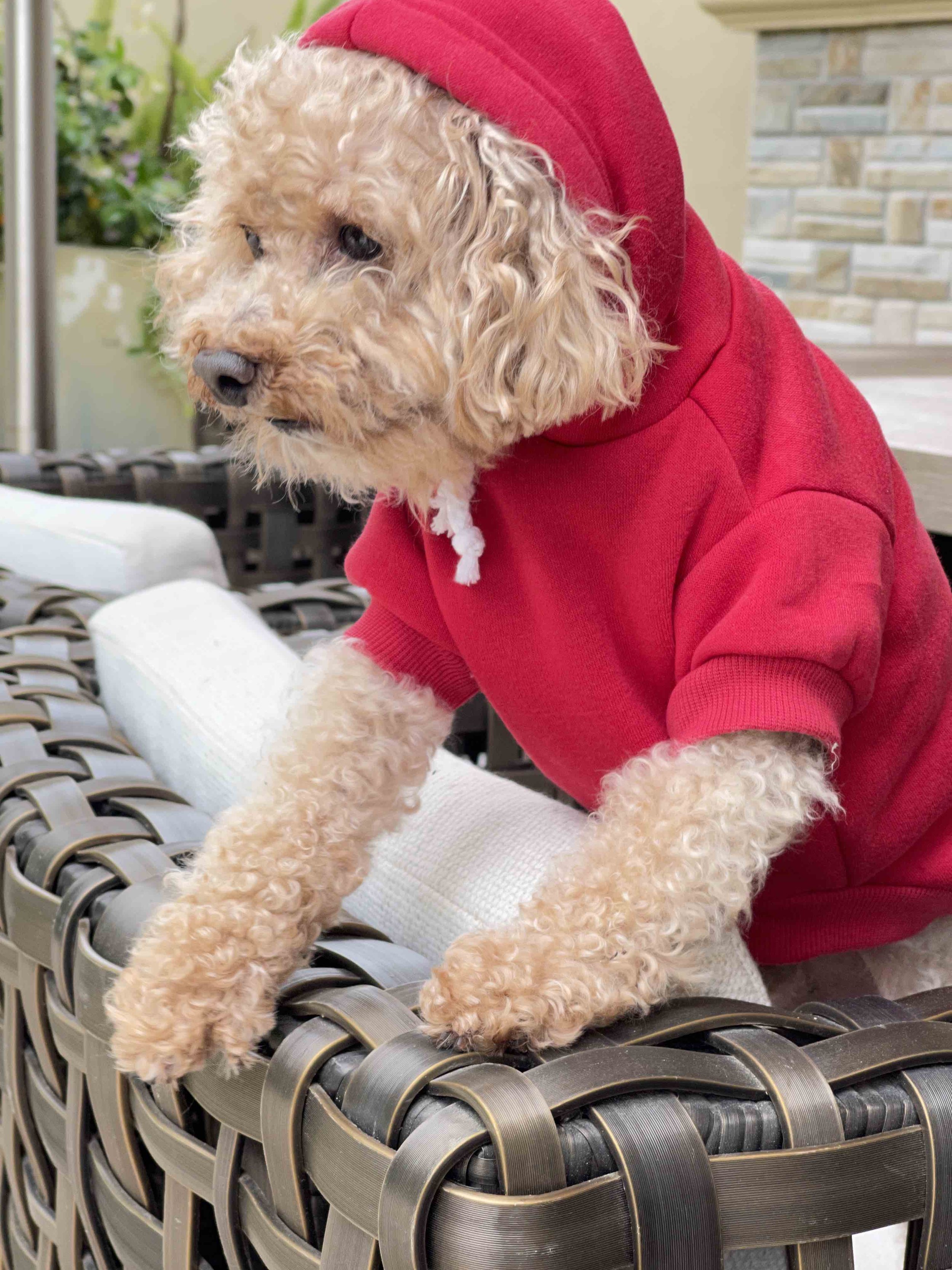 dog hoodie red hoodie by calidog