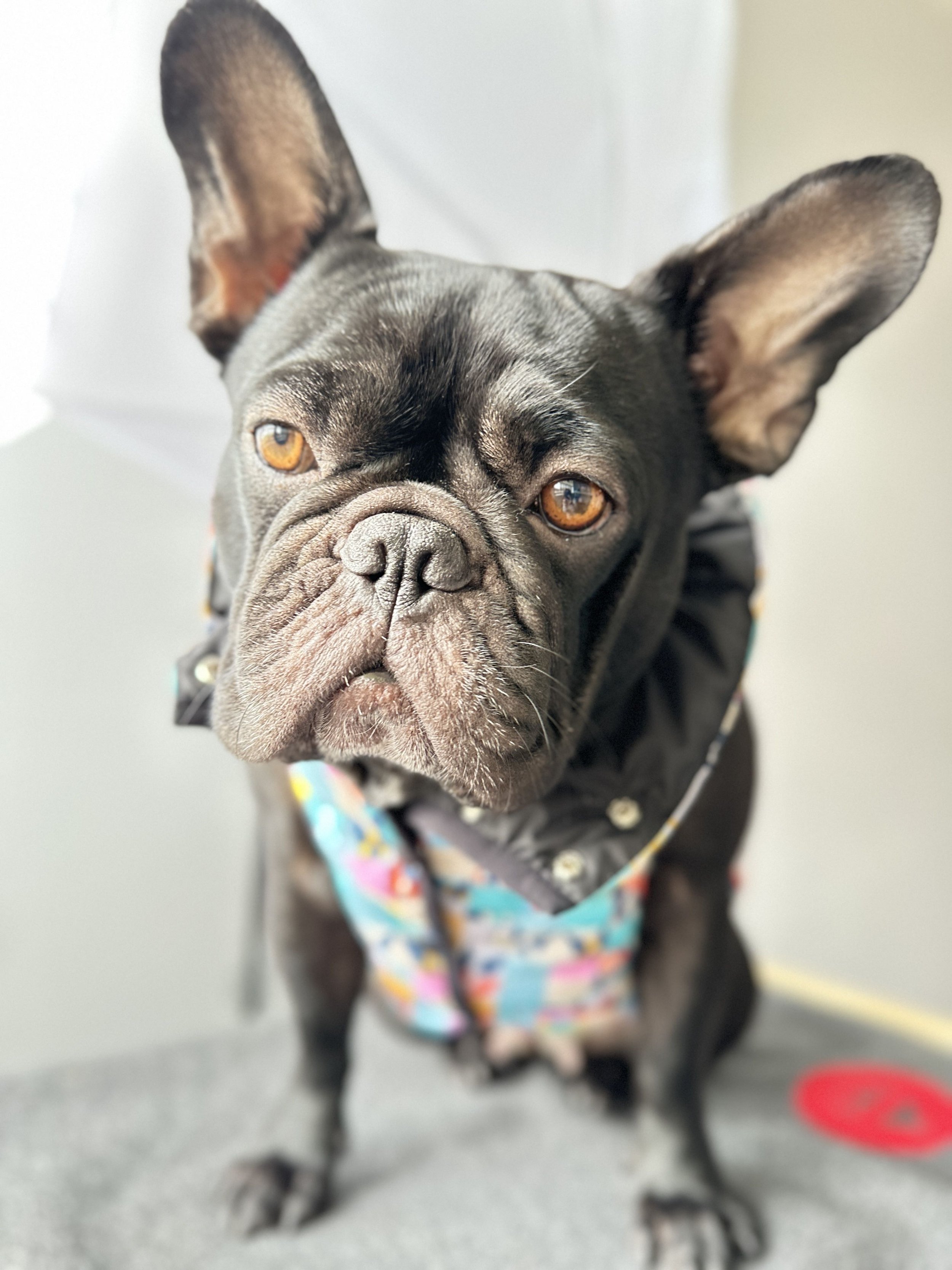 Frenchie vest