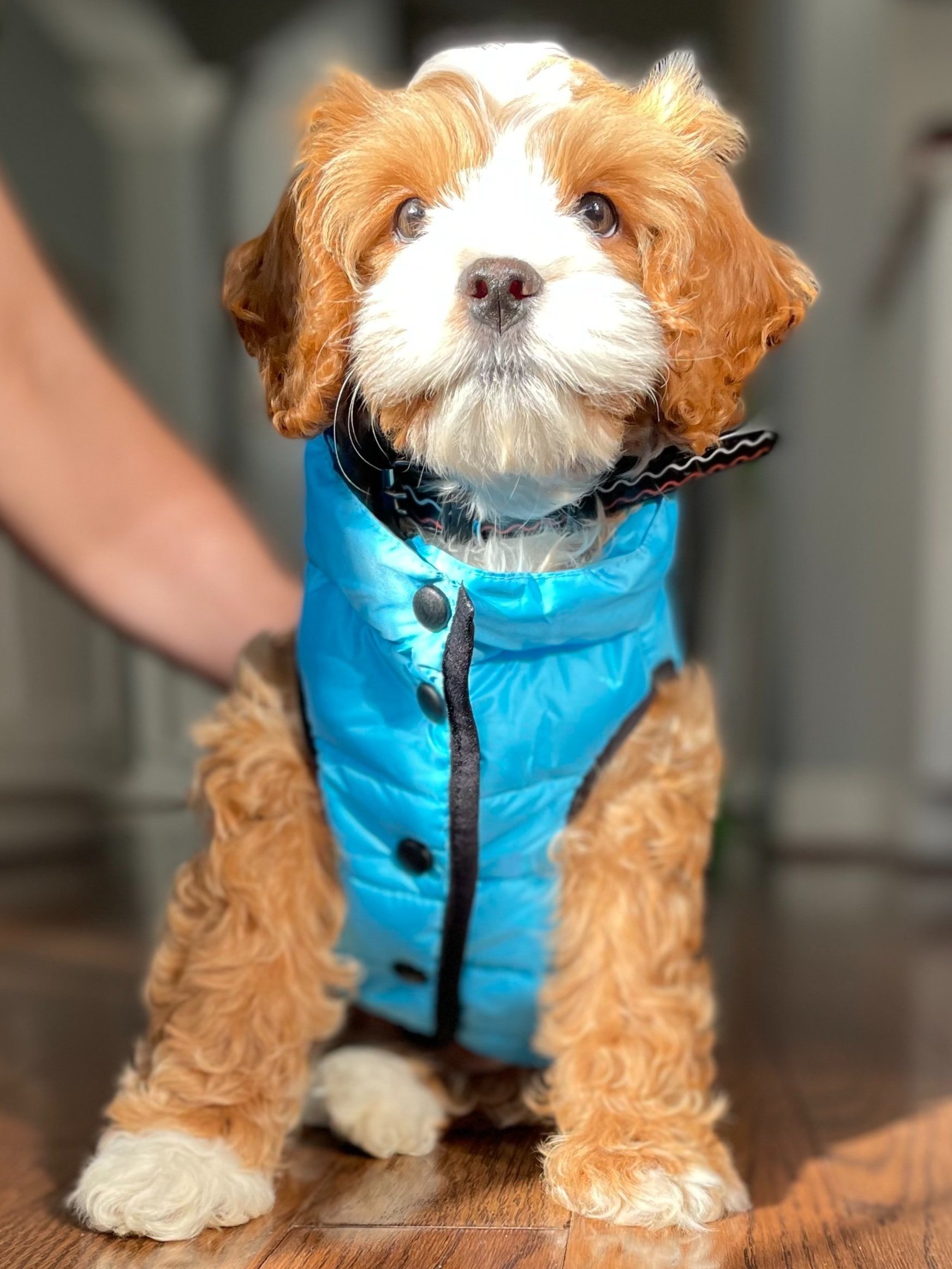 signature CALIDOG Puffer Vest: Keep Your Pup Warm and Stylish!