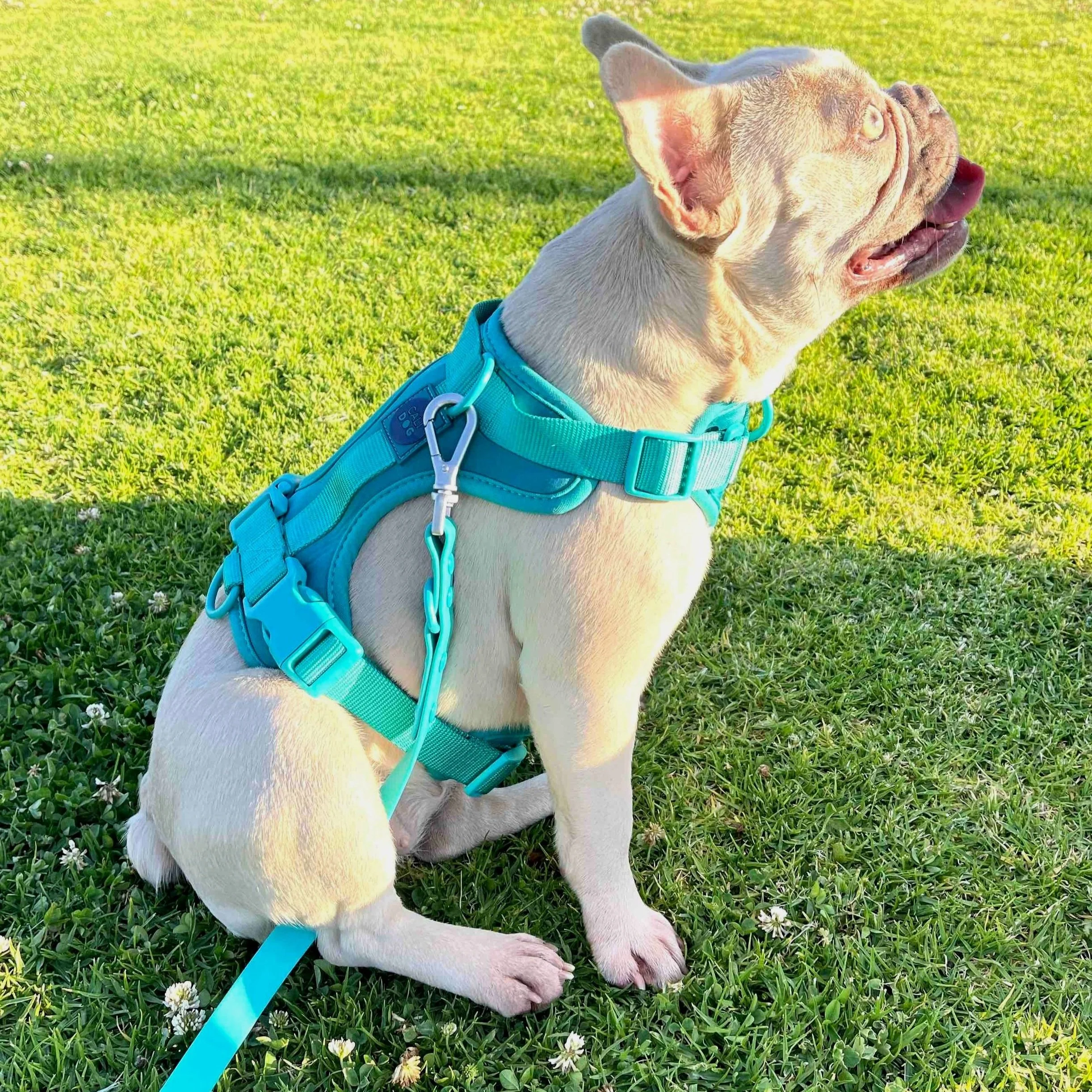 comfort dpg harness and leash set