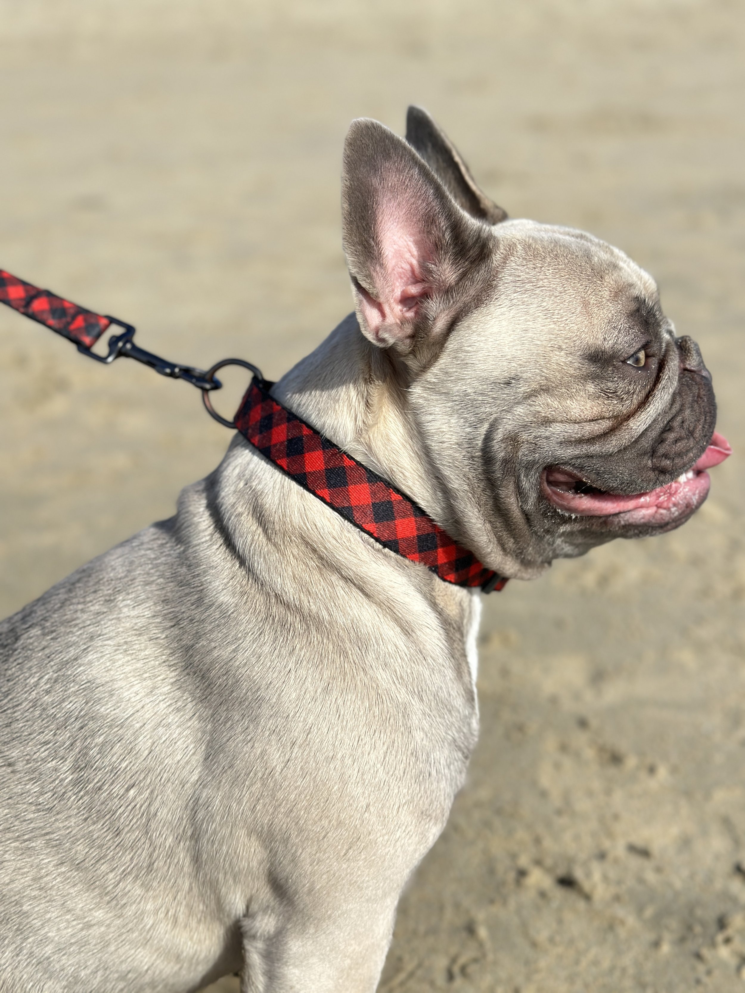 Dog Collar and Leash Set