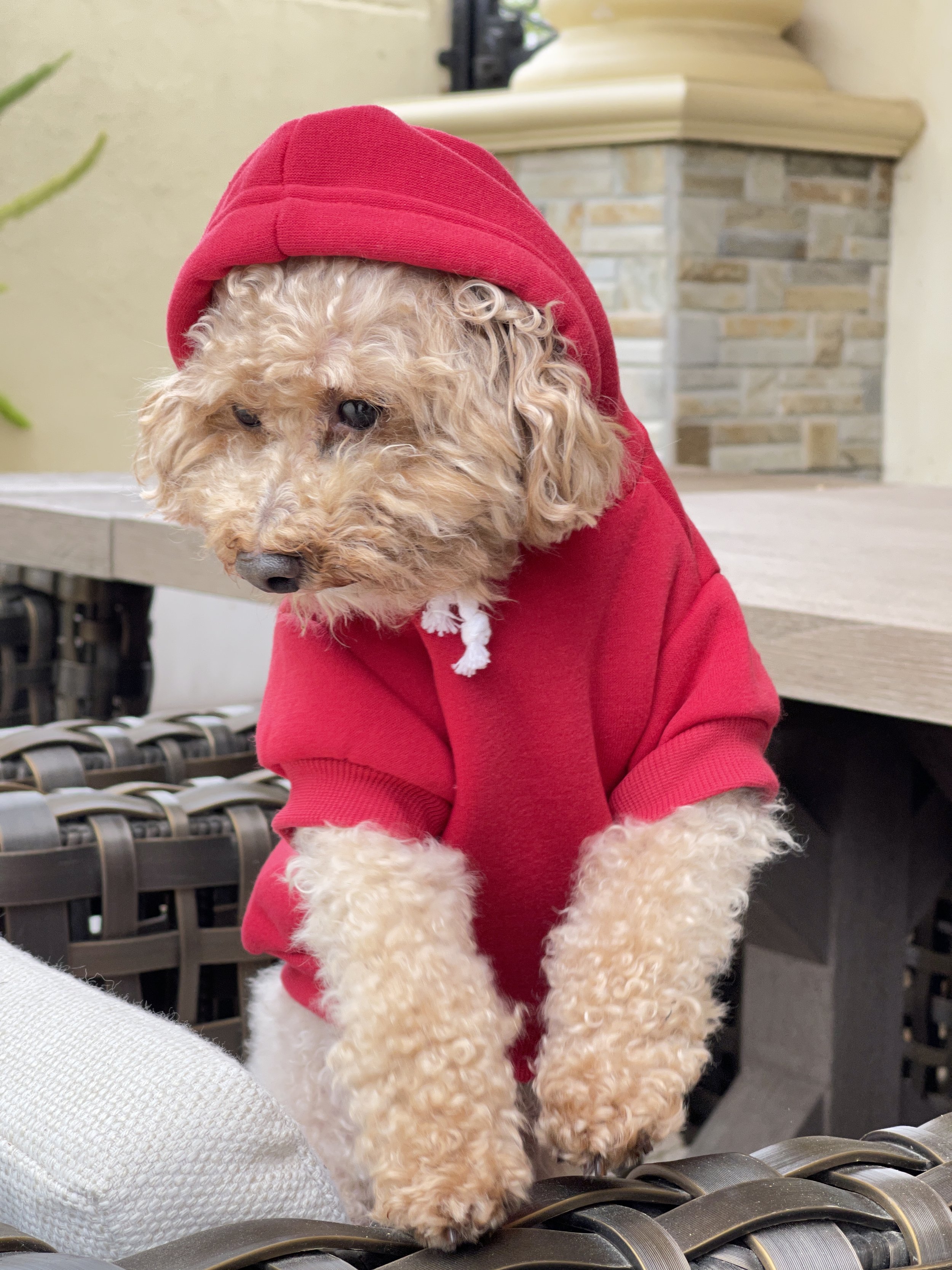 red warm dog hoodie