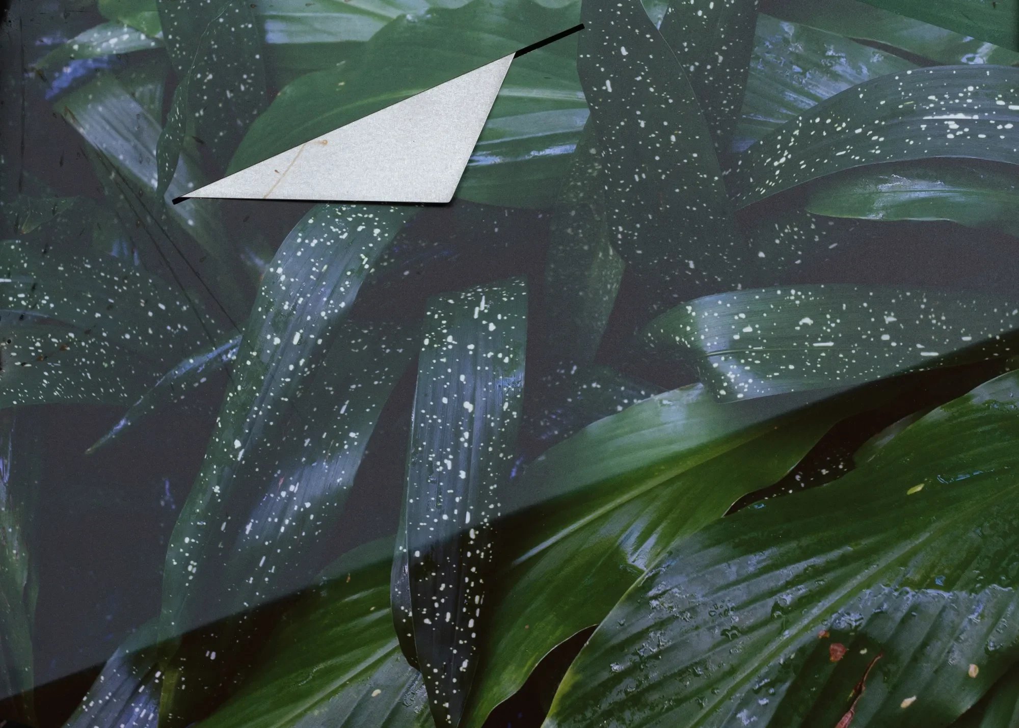 LETHA WILSON: STONE'S THROW