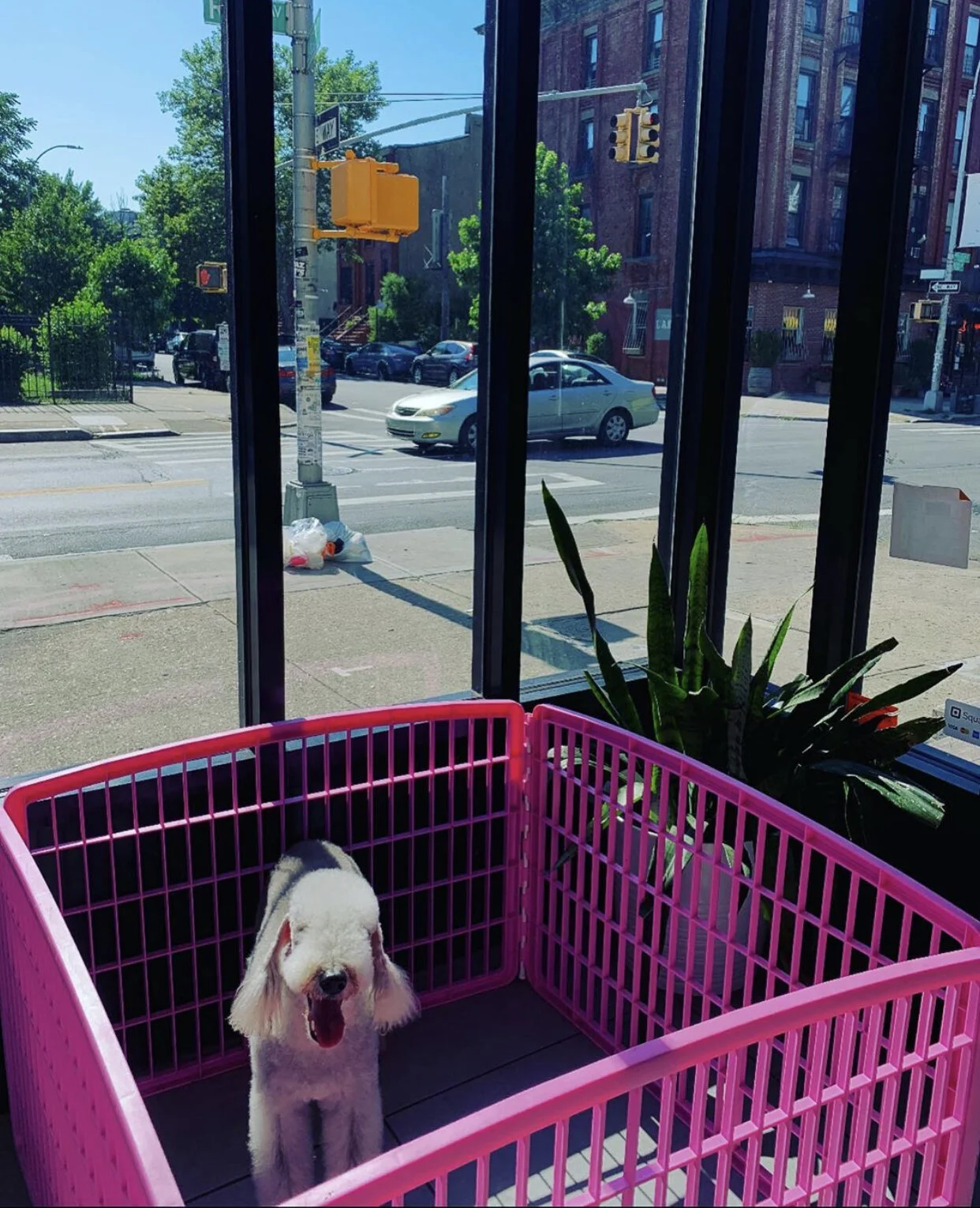 zen dog mobile grooming