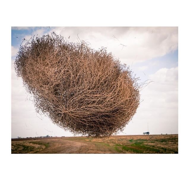 That tumbleweed is a direct descendent of those who survived the &ldquo;Dust Bowl&rdquo; and the Great Depression. We will be fine. Maybe more calloused to survive future tumbles, but we will survive. ...⚡️.
.
#weareinthistogether