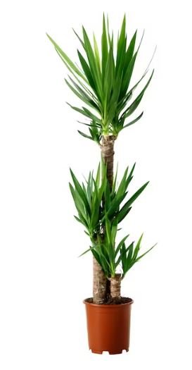 faux-yucca-palm.JPG