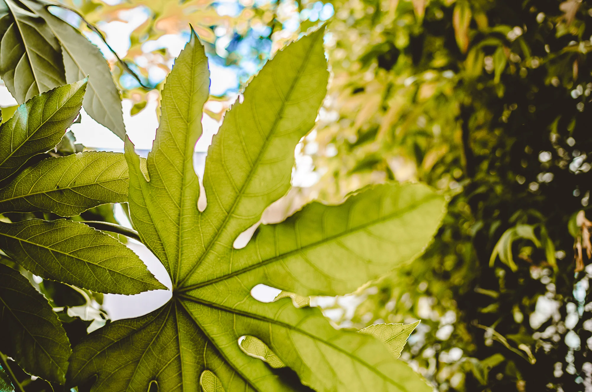 banner-leaf.jpg