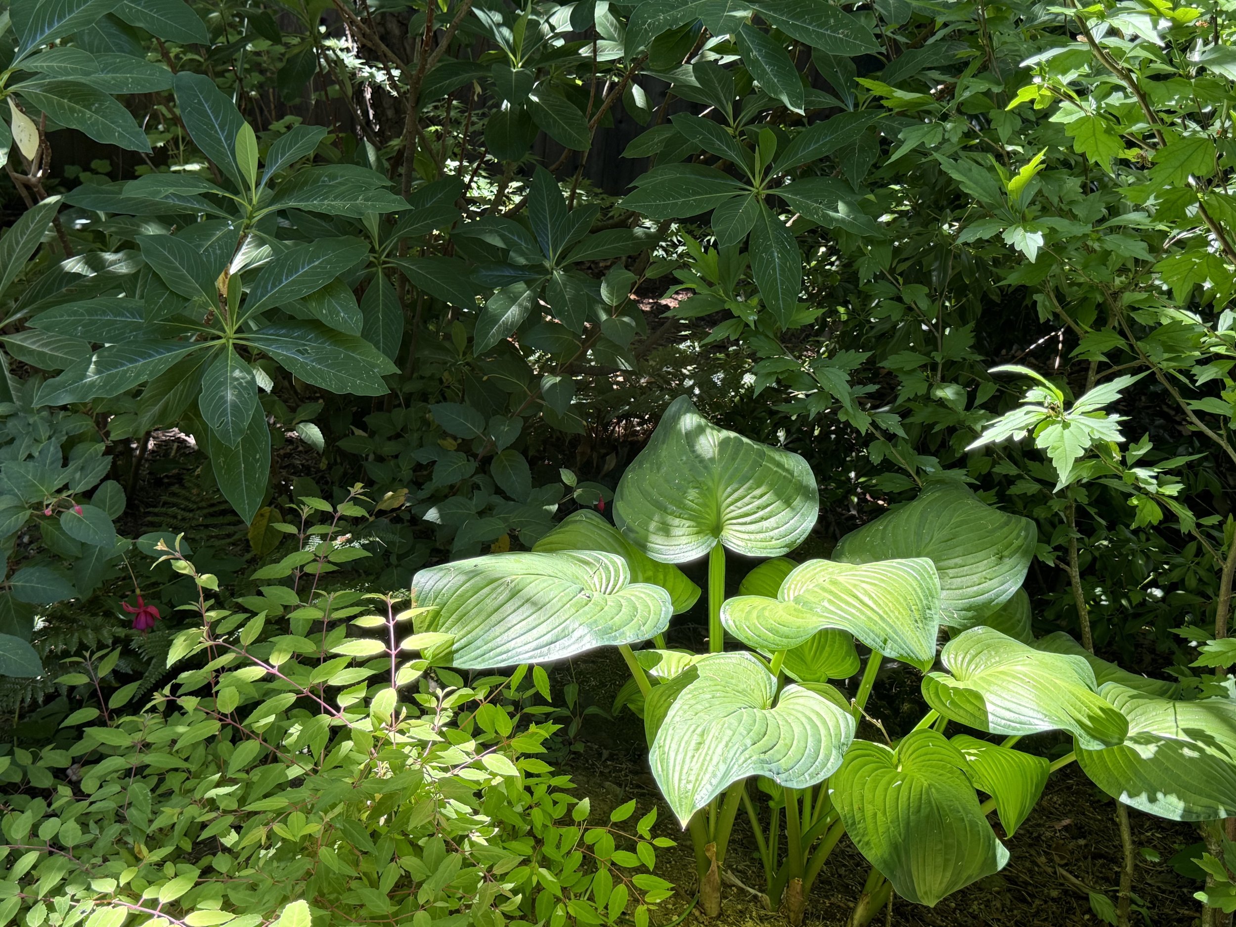 light hoya backyard.jpg