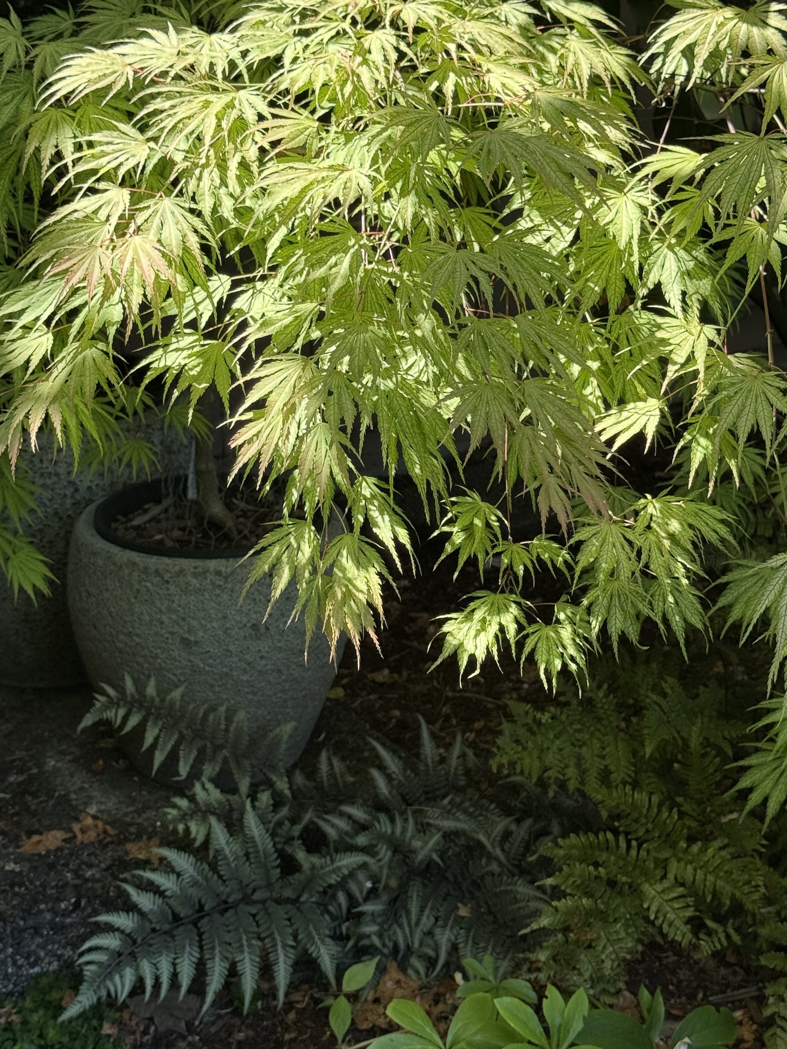 light maple dark fern.jpg