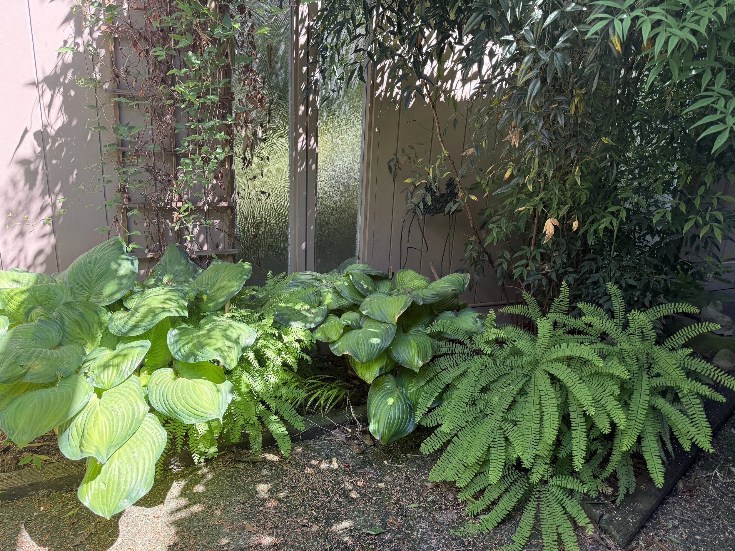 IMG_ferns and hostas.jpg