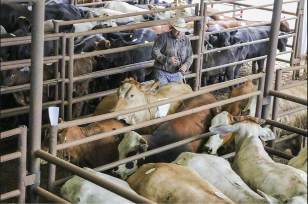 Mysterious Moos - Miller Cattle Company