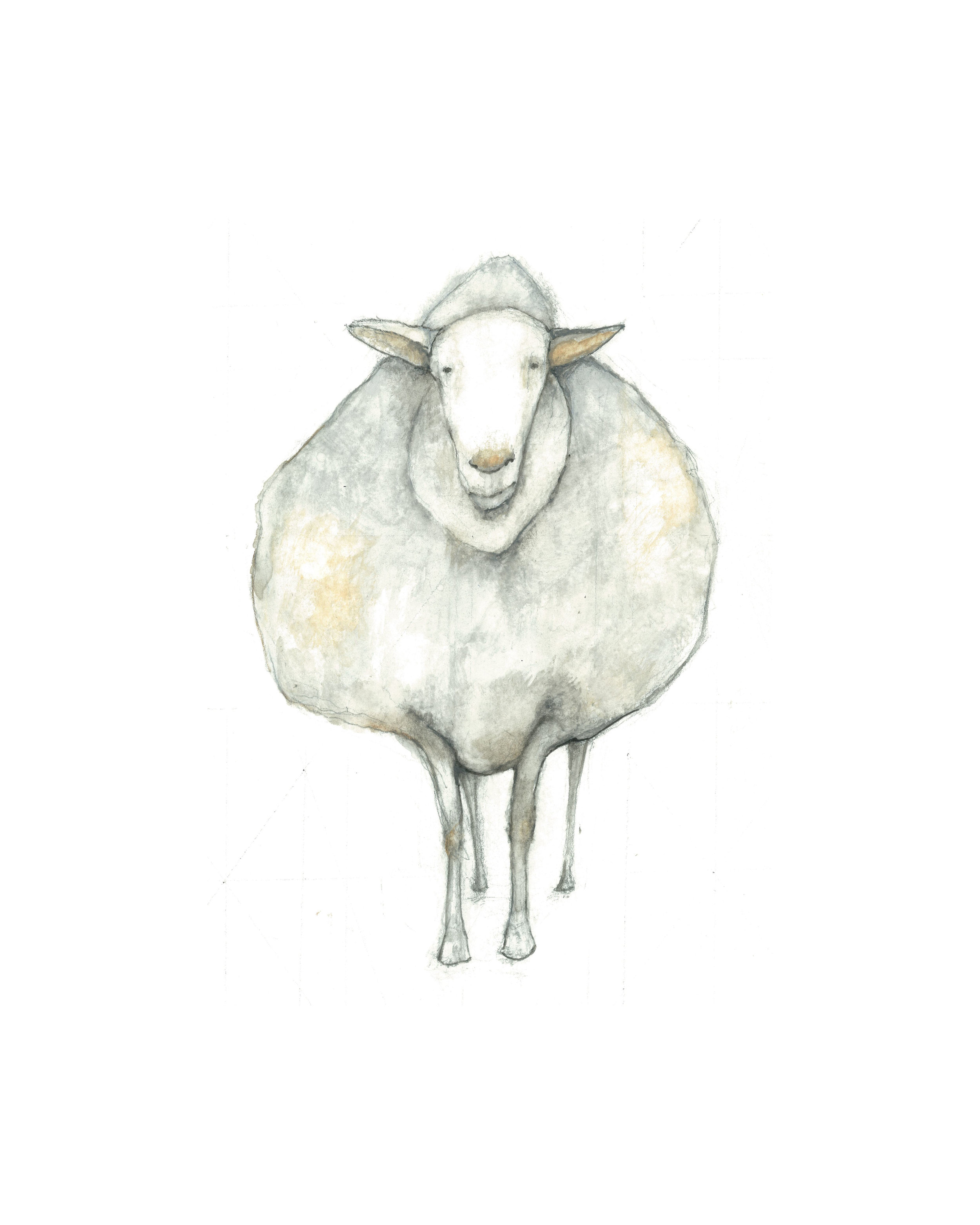 sheep 8 x 10.jpg