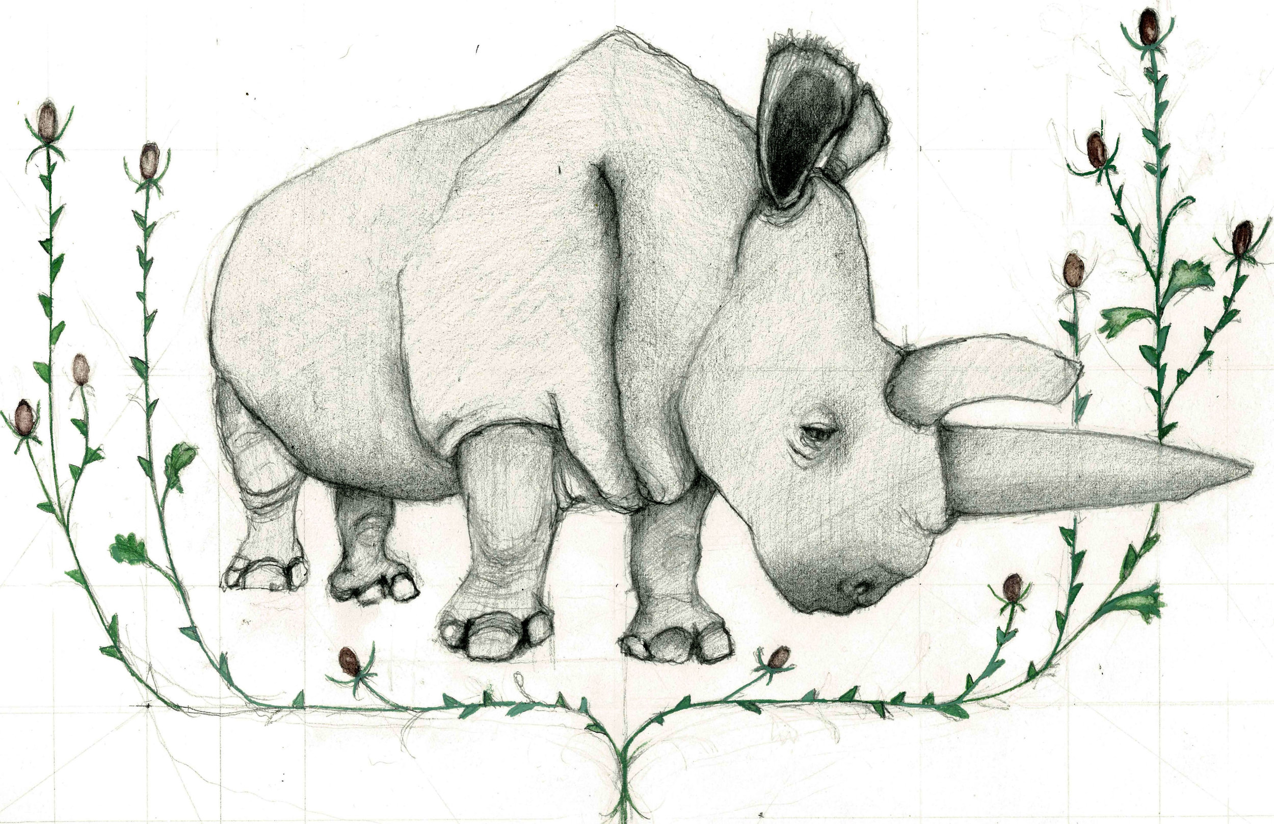 rhino cropped.jpg