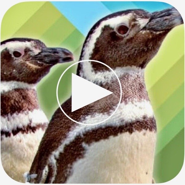 Did you know Golden Gate Park has penguins?  Discover them LIVE at the Academy of Sciences