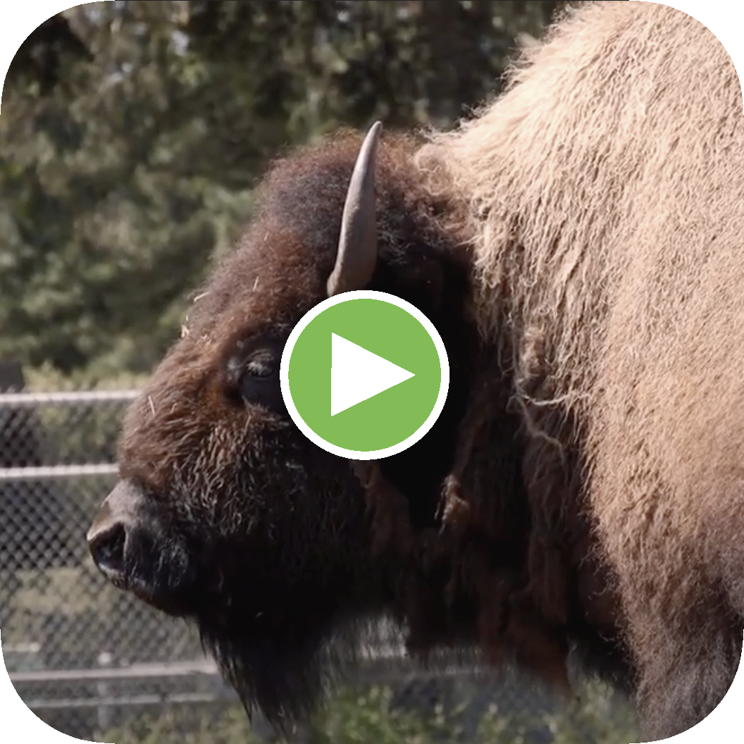 KQED Bay Curious — What’s with the Bison in Golden Gate Park?