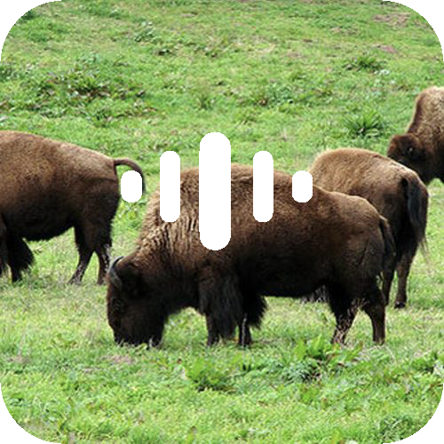 KALW Podcasts — What do you Give Golden Gate Park for its 150th Birthday? Bison