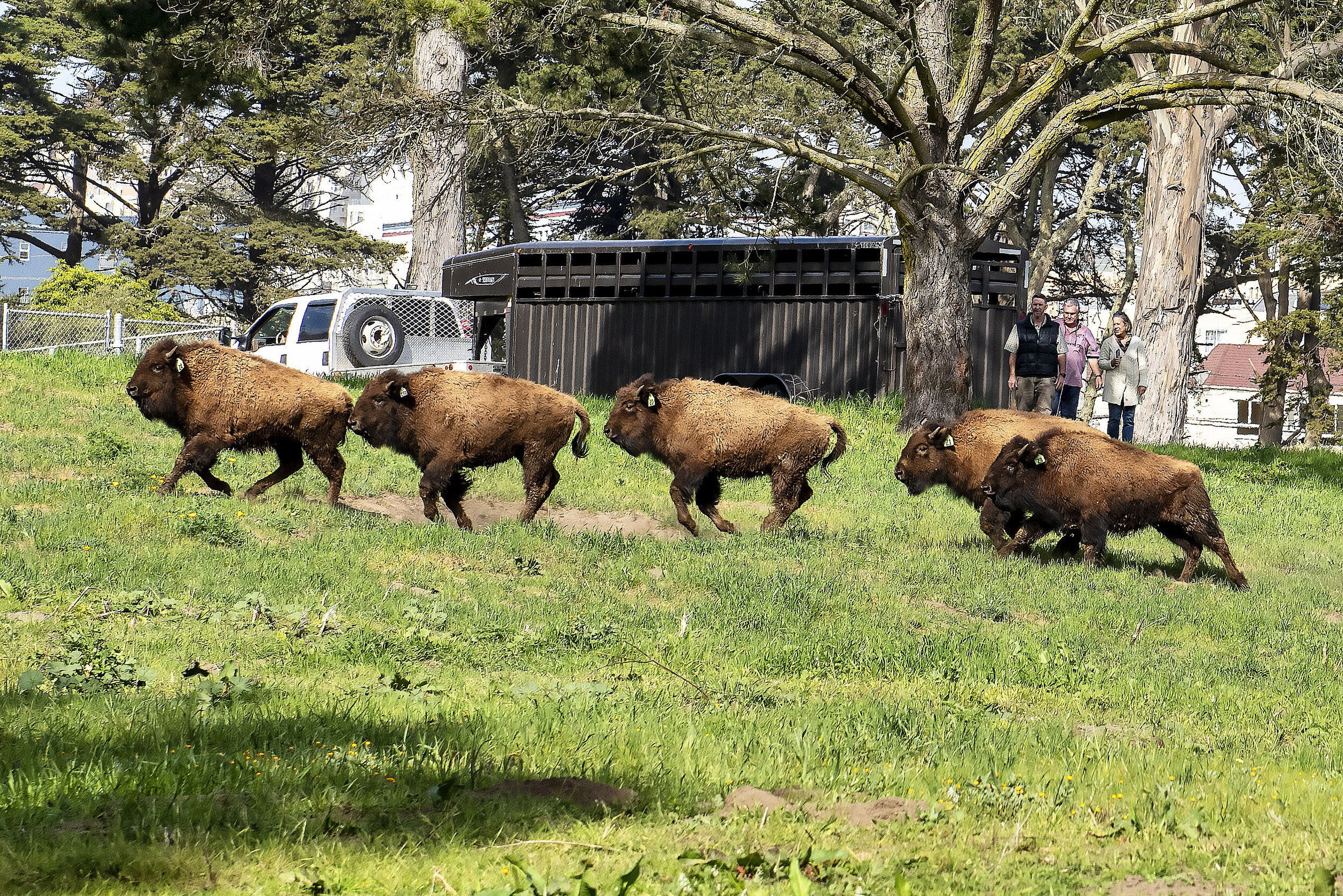 Photo 1 Bison Arrival (Credit_ James Watkins).jpg