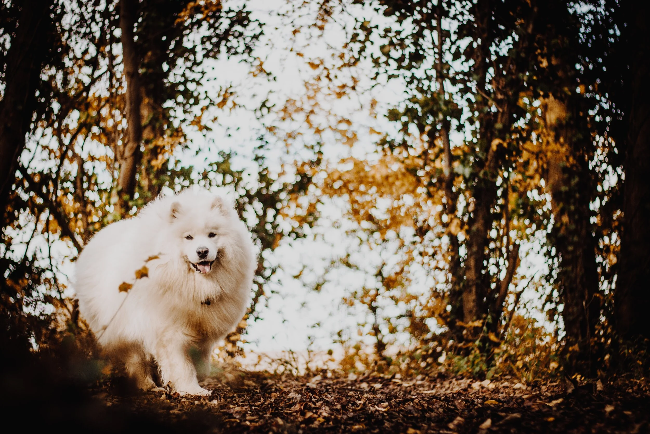 daniel-radford-34nfnSA4jK4-unsplash.jpg