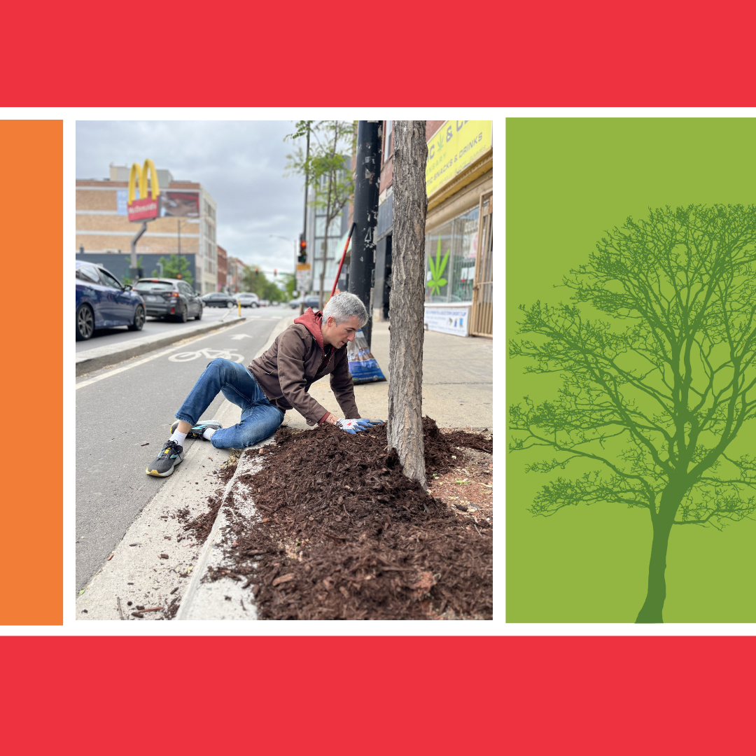 1st Ward Tree Stewardship Day 