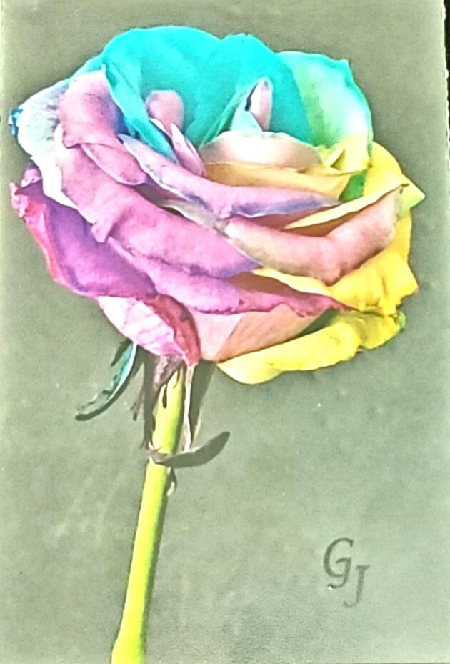 Synthia's rose framed art