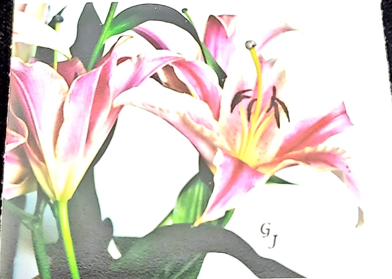 Lilies 