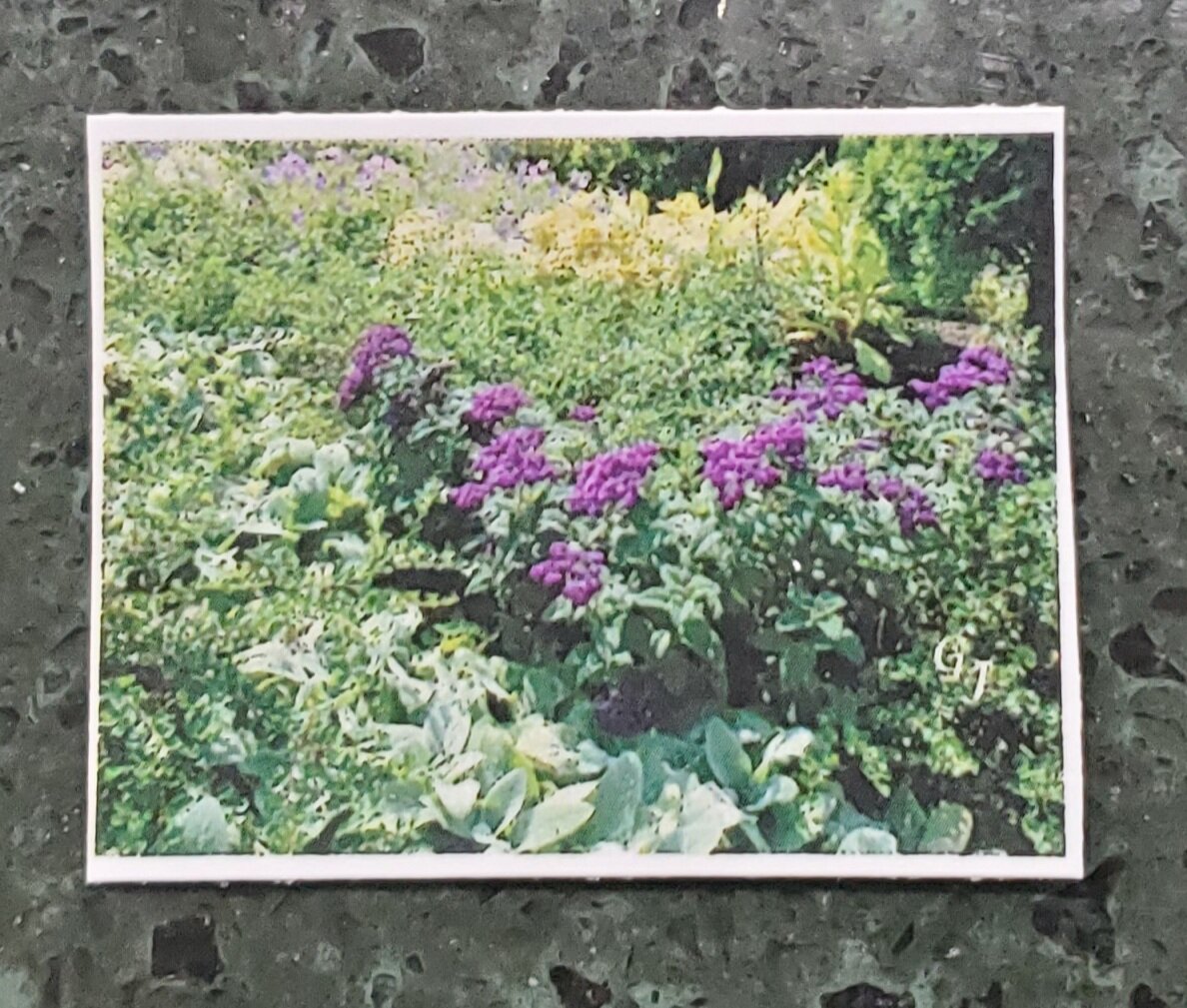 wildflower photo by Gwen