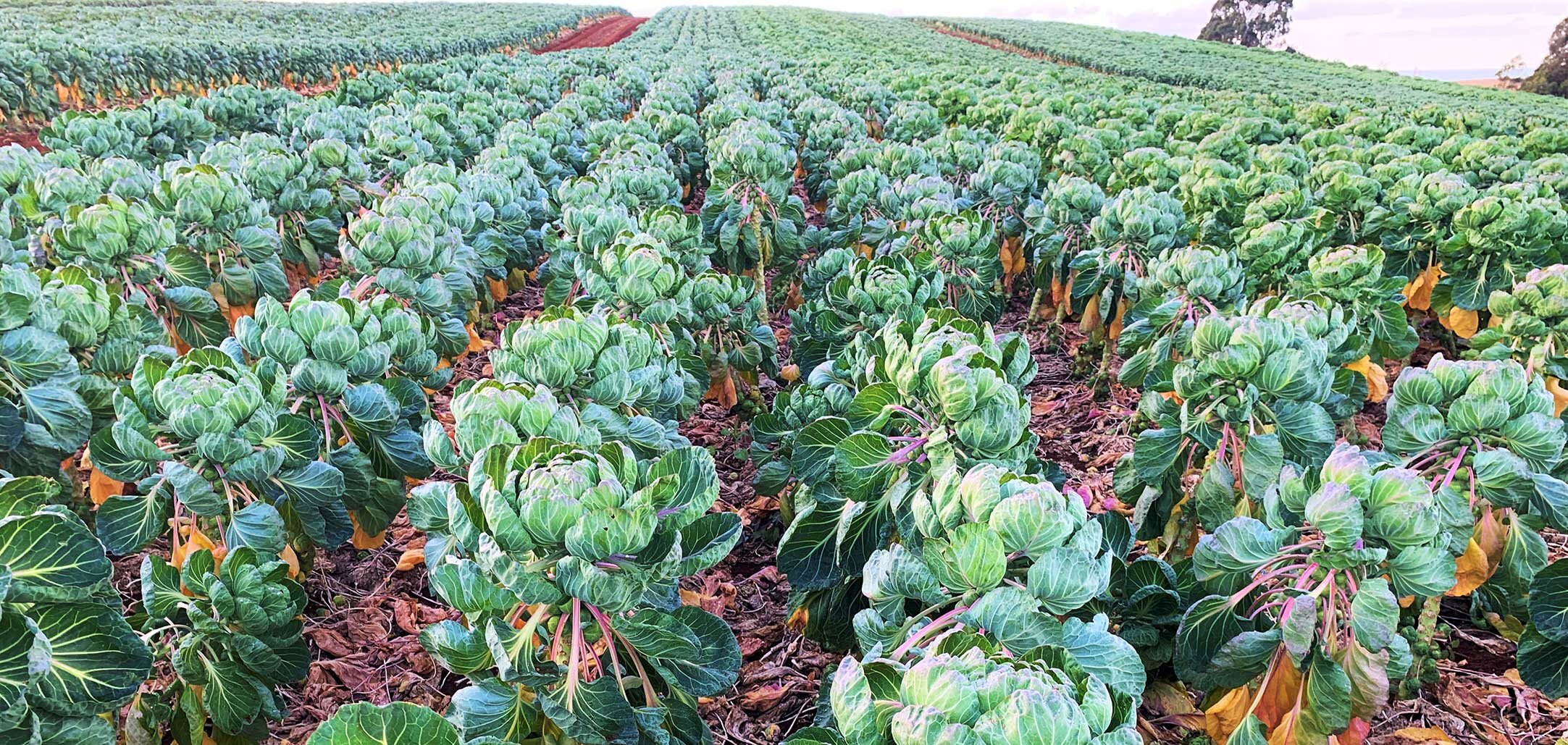 Brussel-Sprouts-in-rows-BANNER.jpg