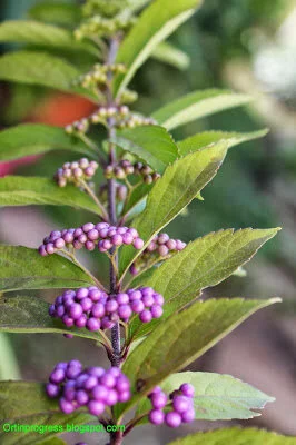 callicarpa.JPG