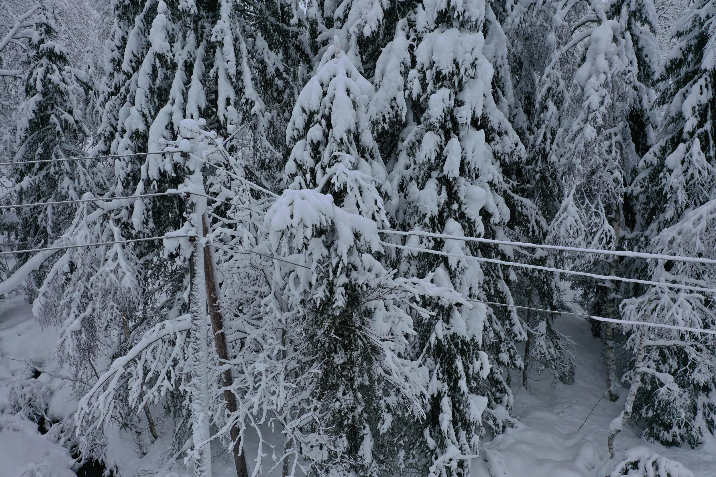 Snowed under: This is one of the photos captured by KVS Technologies’ drones, showing how trees weighed down by snow had come into contact with the power lines. Photo: KVS Technologies