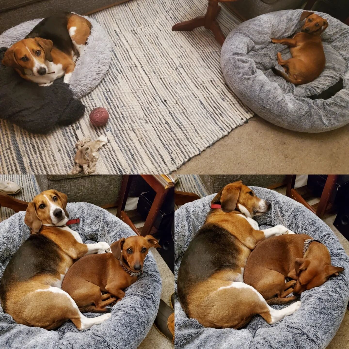 Billie and Jacks night 1(top)
B &amp; J night 2 (bottom)
.
.
.
.
#dogs #doglover #pals #mates #dachshundsofinstagram #dachshund #jackrussell #beagle