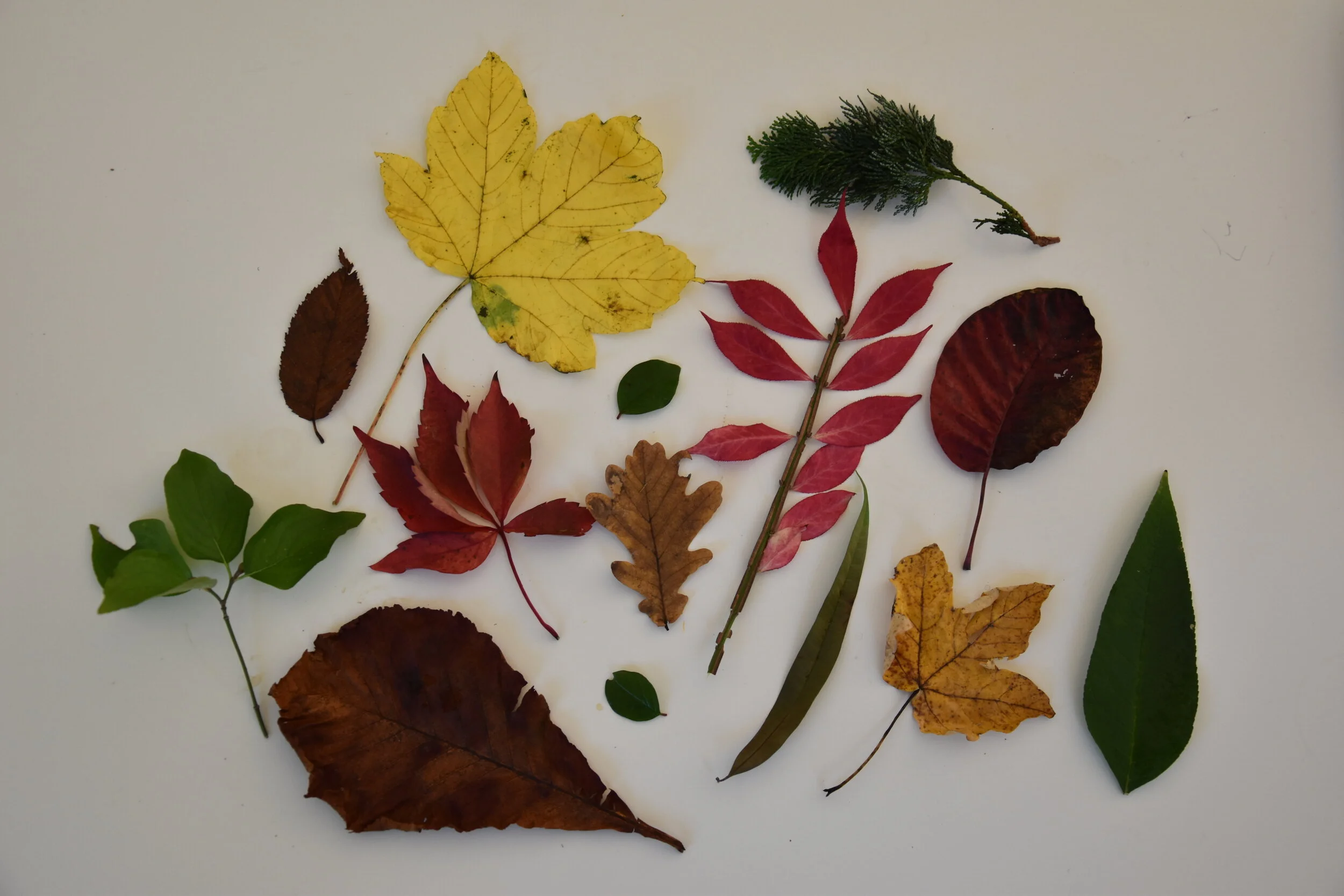 Leaves, flowers, seeds, barks — Little Wildlife Explorers