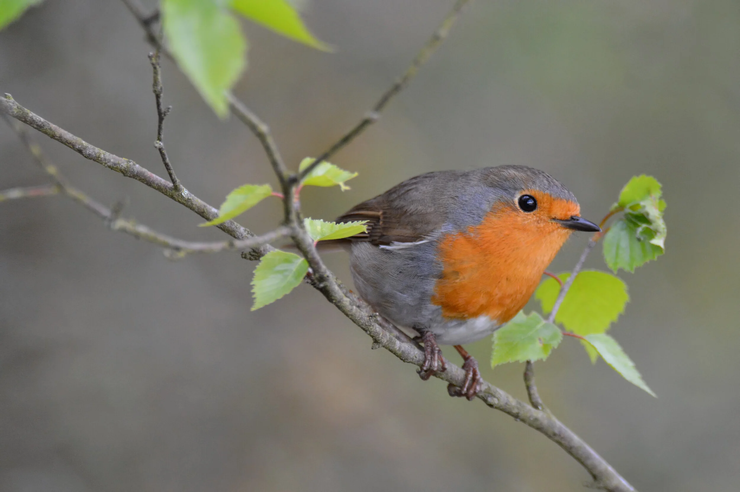 European Robin (Erithacus rubecula)
