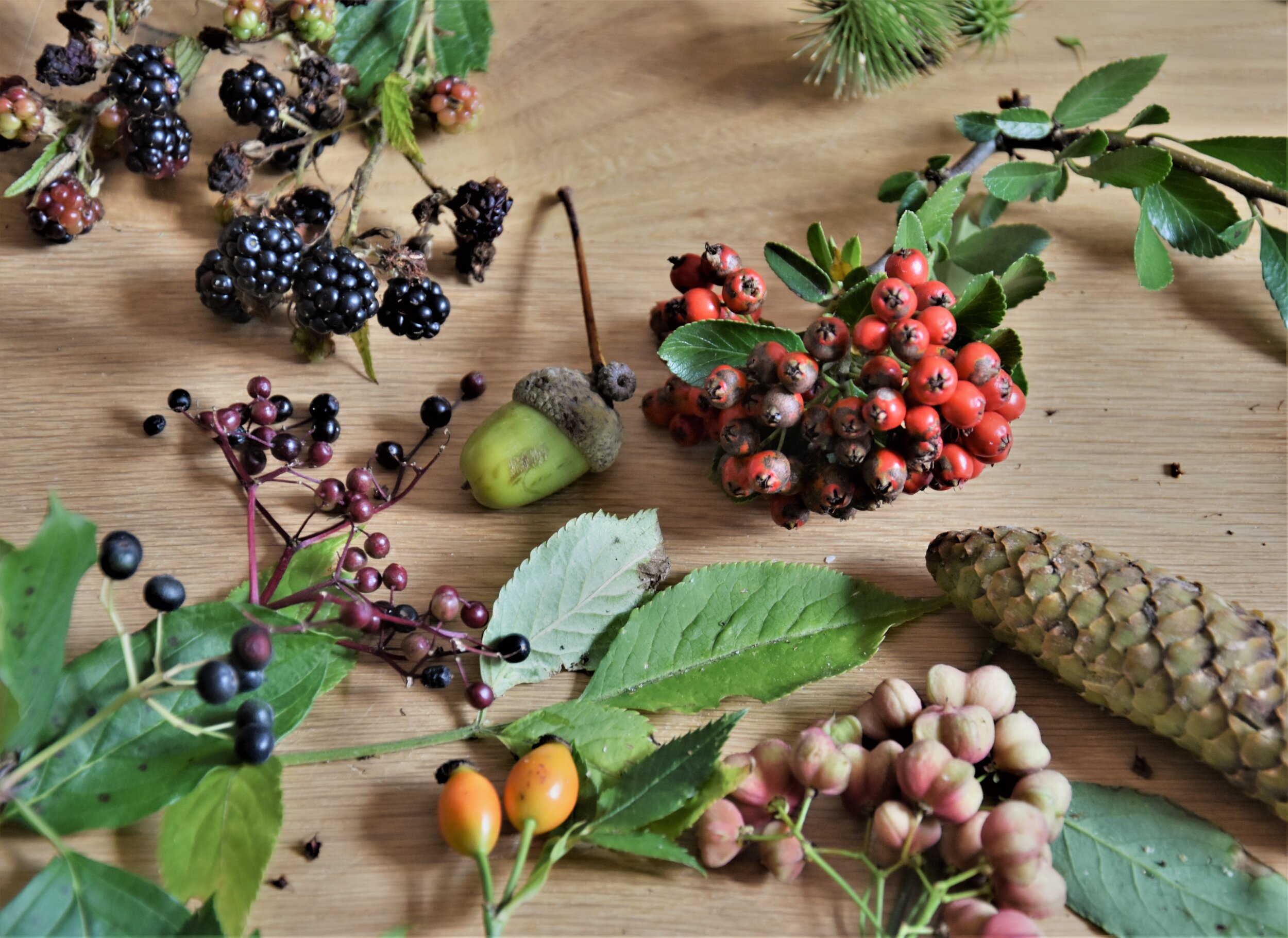 Forest Fruits and Seeds