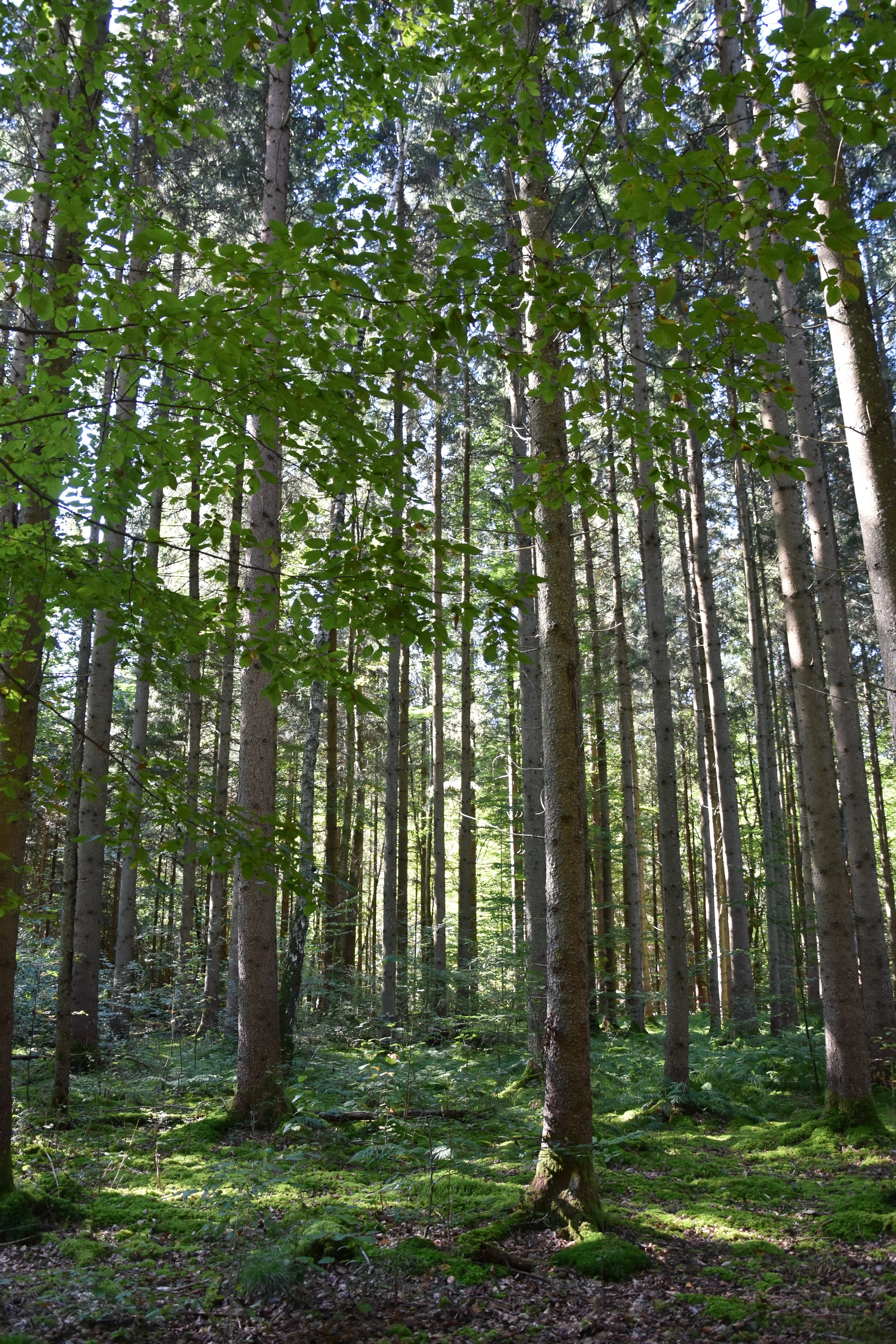 Grünwald Nature Walk (3-10 years old, English) - May 2025