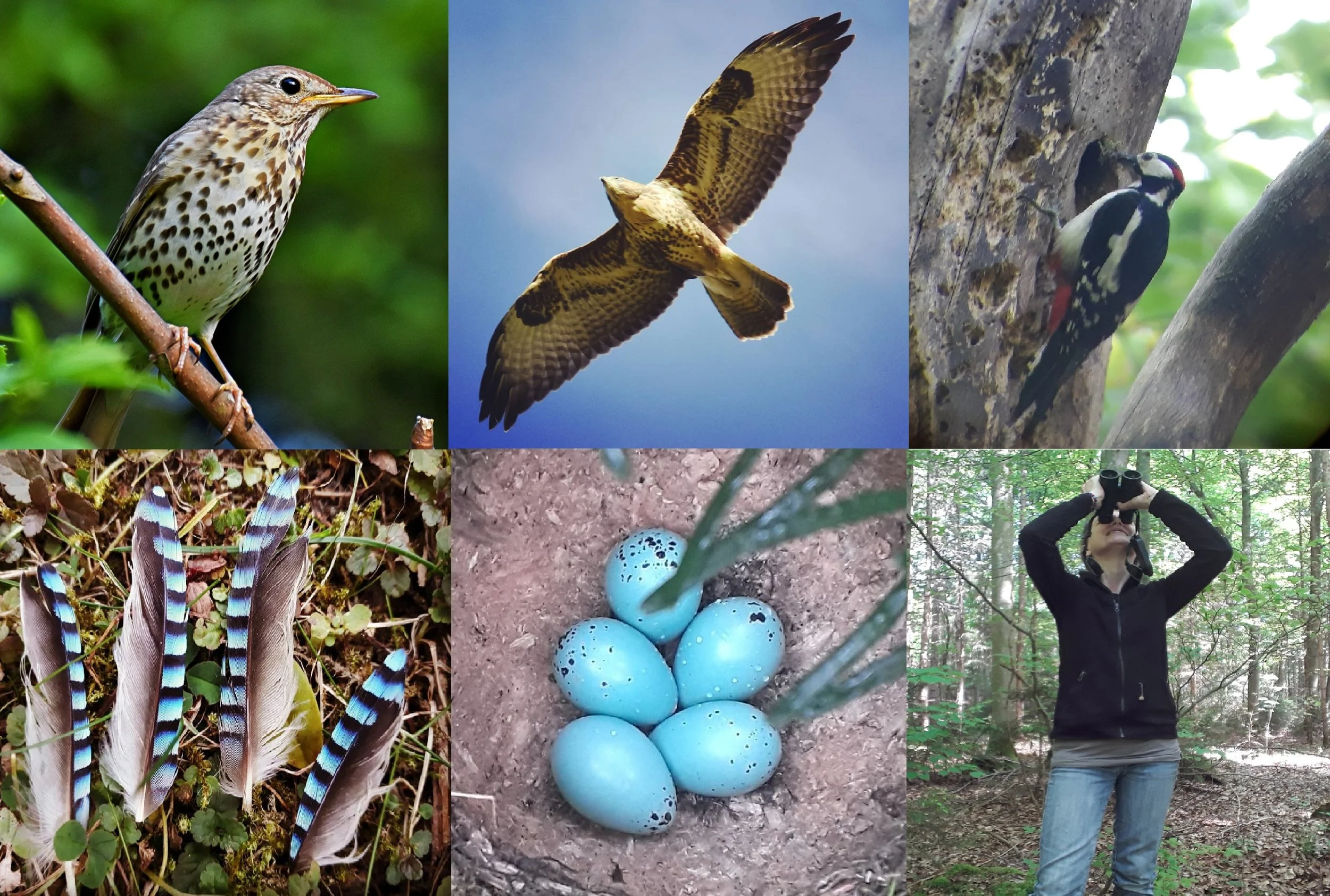 All about birds - WORKSHOP, May 2025