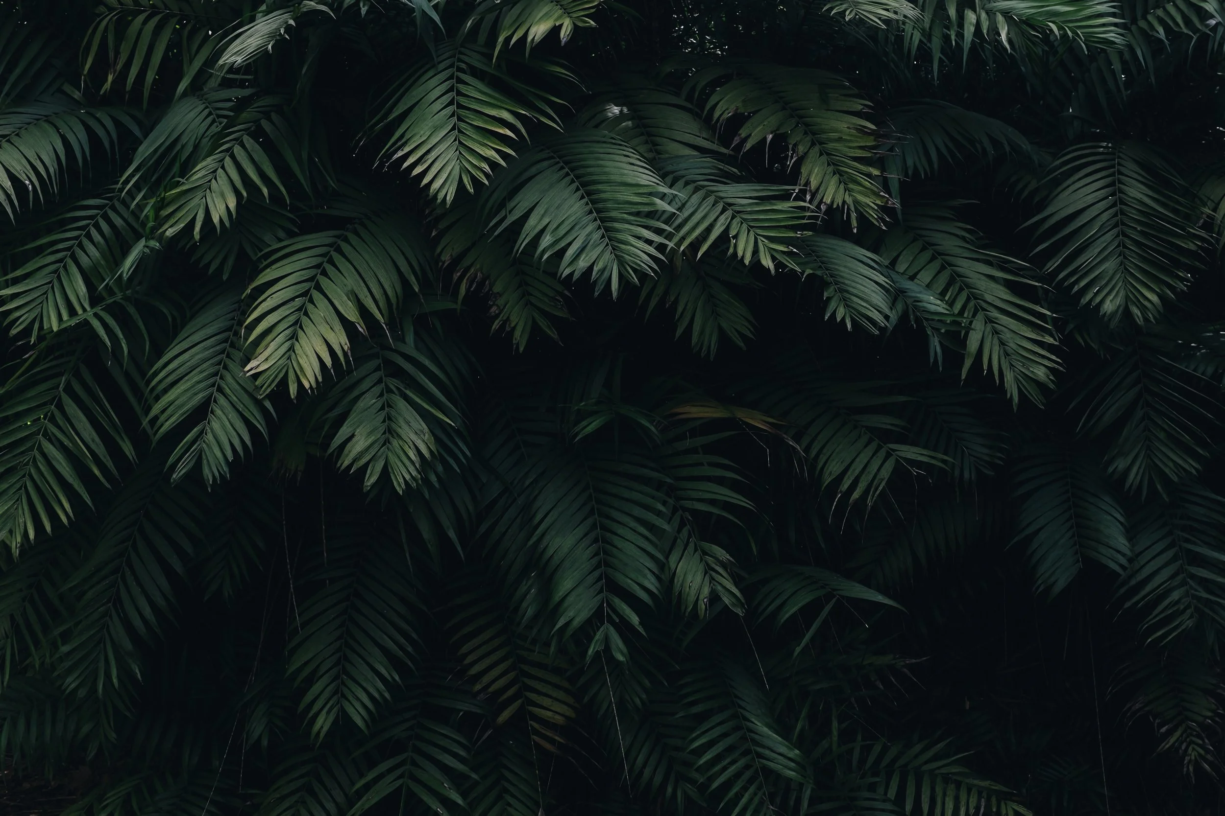 pexels-cátia-matos-1072179.jpg