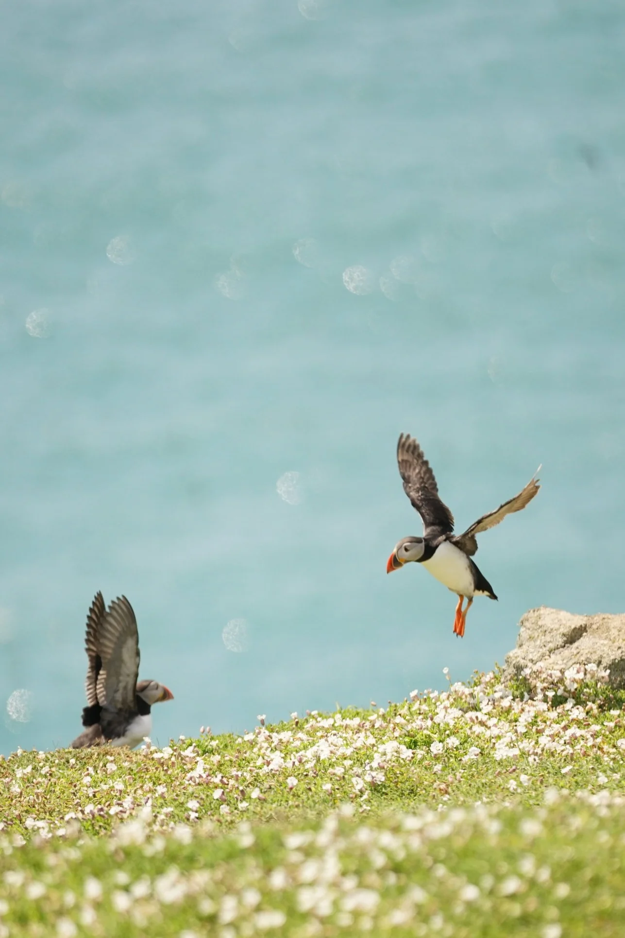 Skomer Island