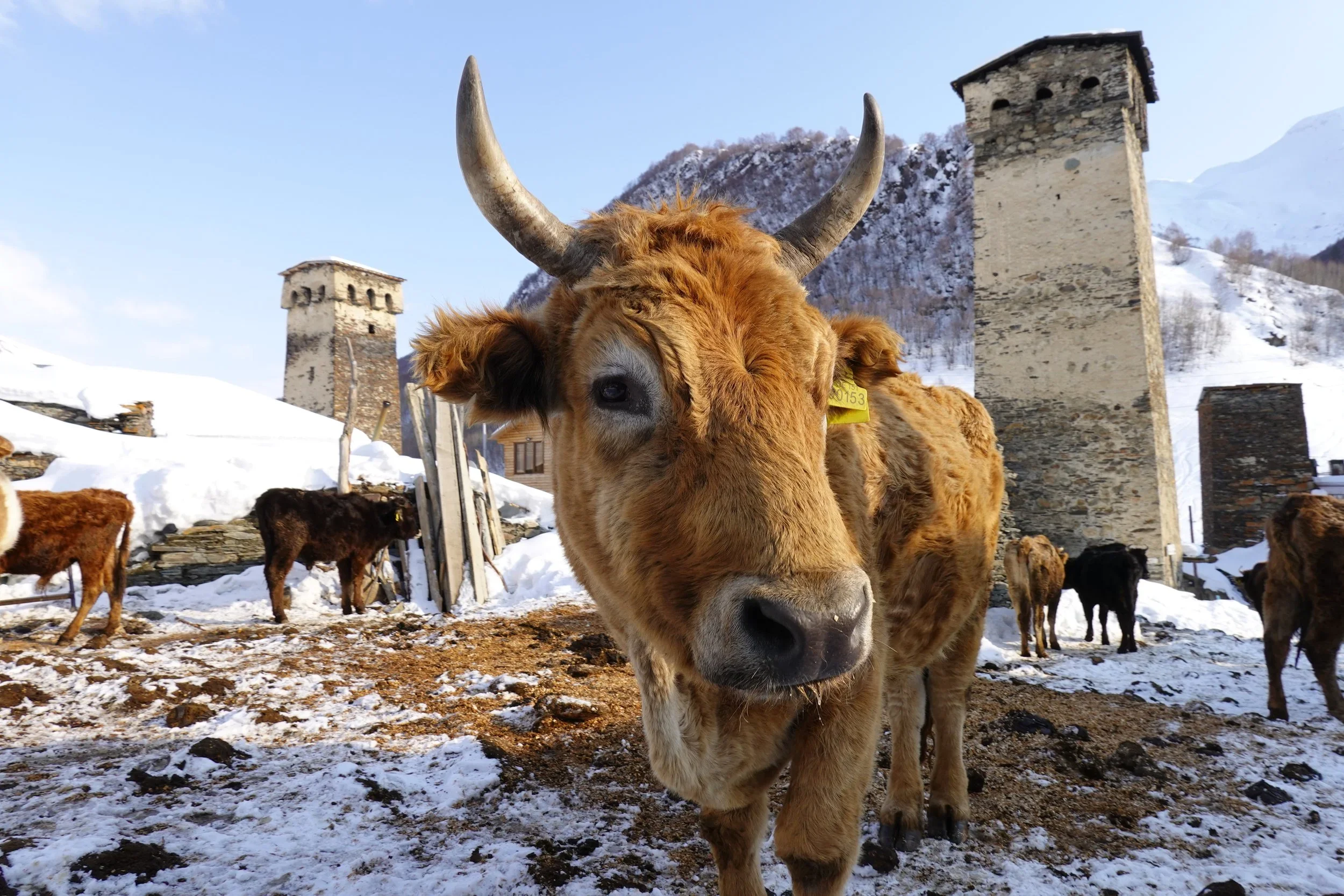Svaneti Georgia