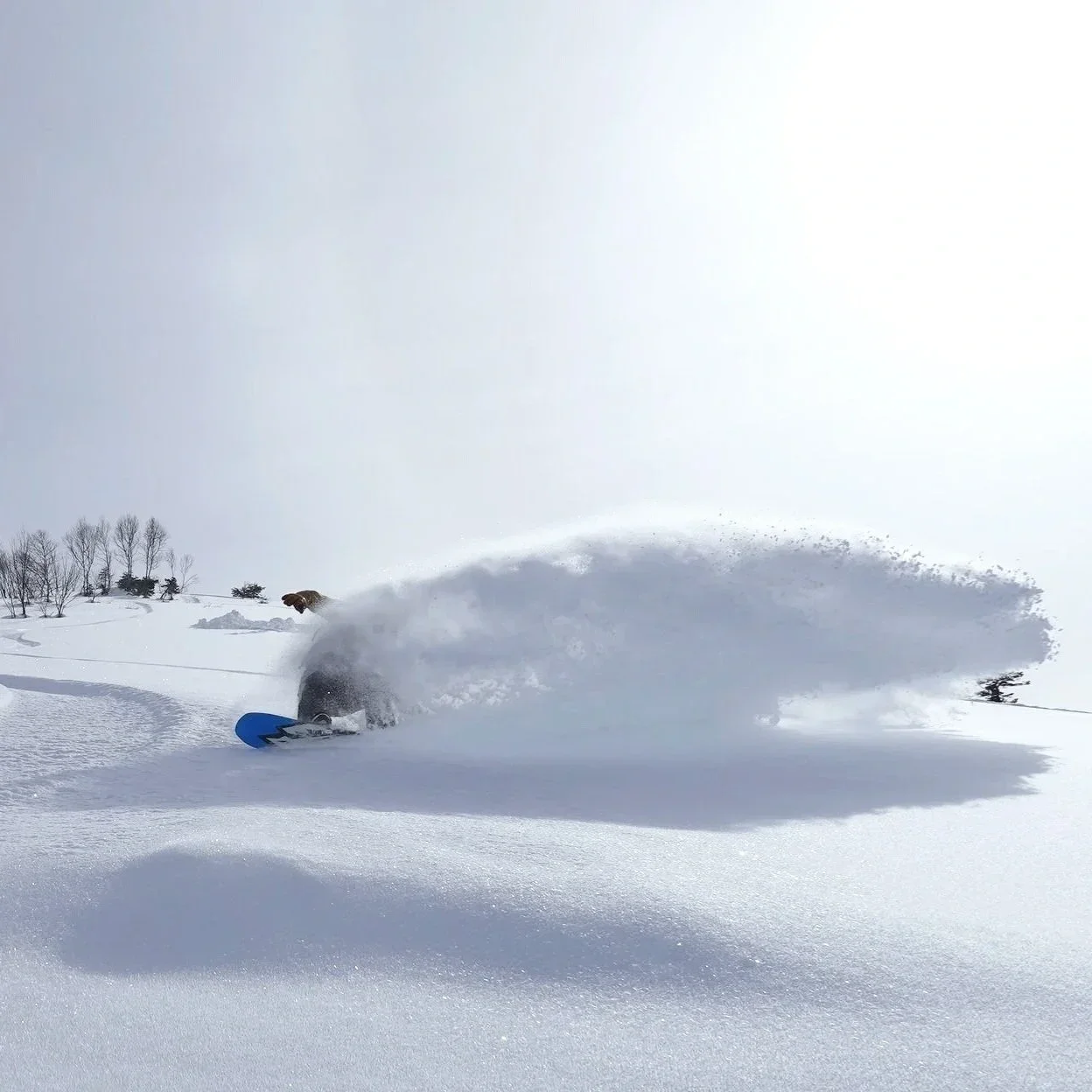 Georgia Cat/Splitboarding Trip 2027