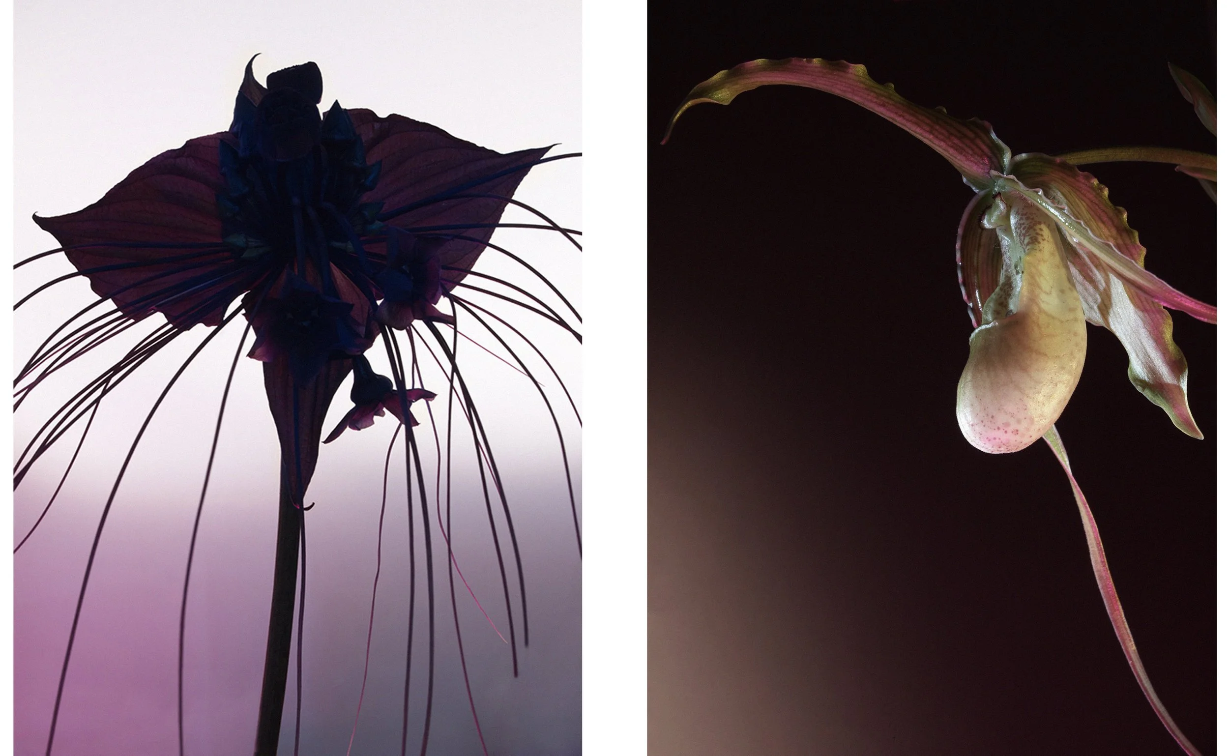 orchid web page dps .jpg